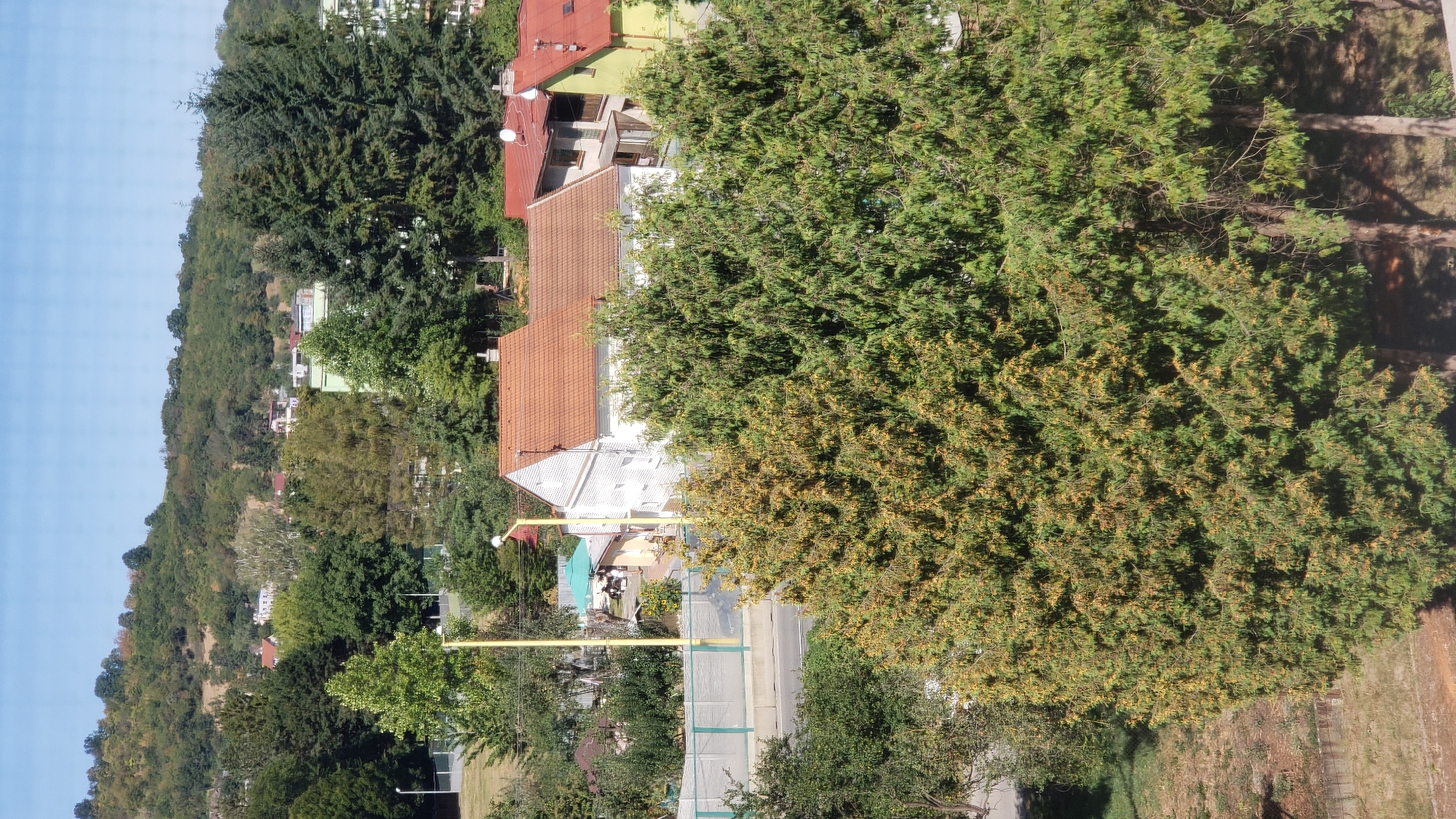 The image captures an outdoor scene in the city of Prešov, Slovakia, with a focus on residential buildings and lush greenery under a clear blue sky. In the foreground, a large evergreen tree with some yellowing foliage dominates the lower half of the frame. Behind this tree, several houses with reddish-brown tiled roofs are visible, appearing to be detached or semi-detached homes. One white house has prominent window frames. Further back, a road runs horizontally across the midground, with a concrete barrier and fencing along its edge. Beyond the road, more trees and buildings can be seen, leading up to a gently sloping, tree-covered hillside in the background. The overall impression is of a residential area with significant natural vegetation. There are no discernible people or specific actions captured in the image.