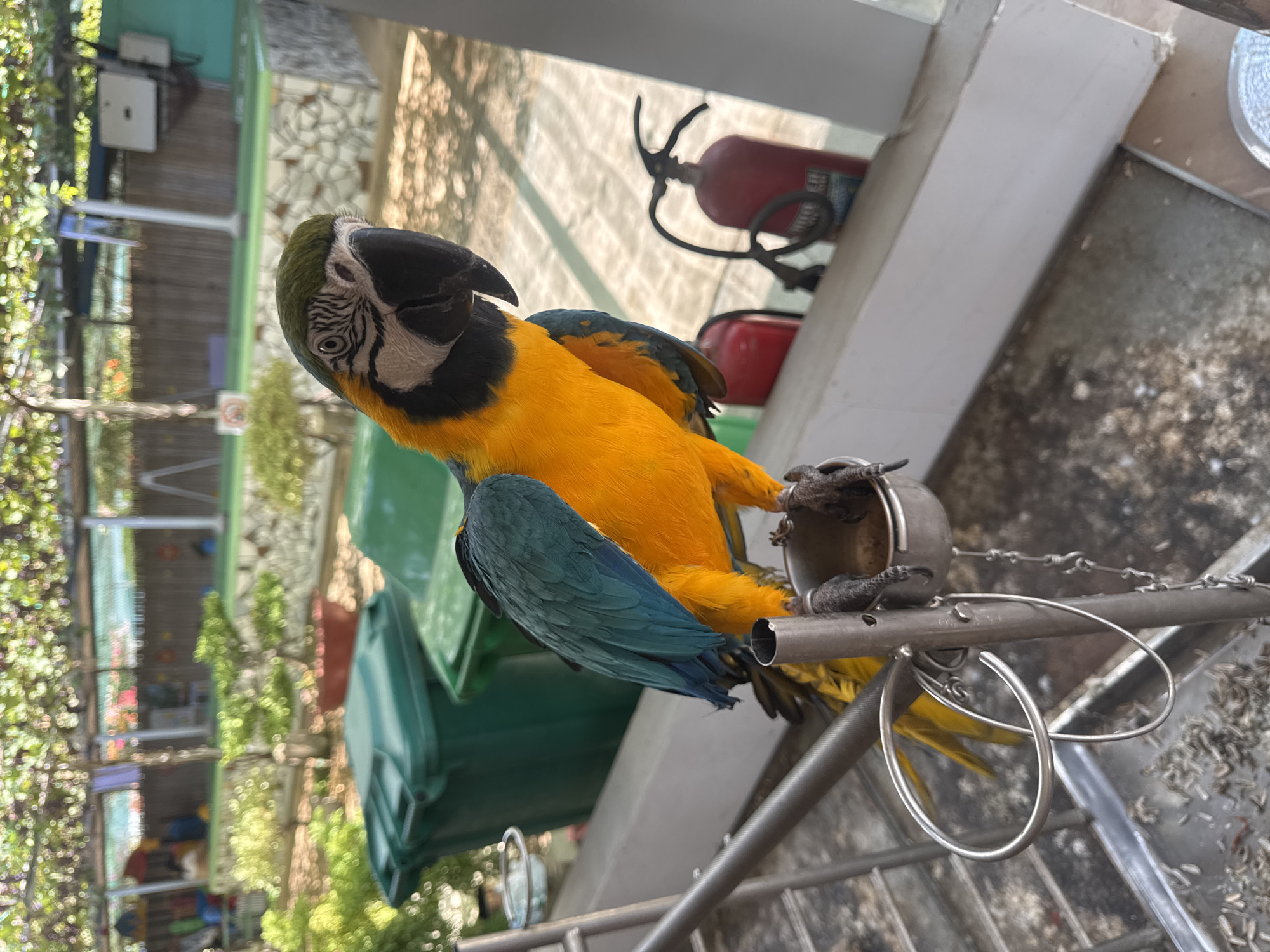 In Phước Hải, Vietnam, a vibrant blue and yellow macaw is perched on a metal stand in an outdoor setting. The macaw is the central subject, facing towards the viewer with its head tilted. Its plumage is a striking combination of bright yellow on its chest and underside, contrasting with the deep blue of its wings and back. The bird's feet grip a small metal dish attached to the stand, which appears to contain some food remnants.
Behind the macaw, a row of green trash bins is visible, suggesting a public or recreational area. Further in the background, a green playground structure with colorful elements and some trees with hanging vines indicates a park or zoo-like environment. The sunlight filters through the leaves, creating dappled light and shadows on the ground and structures. A red fire extinguisher is mounted on a ledge behind the parrot, alongside another red object which could be a similar extinguisher or a water tank. The ground in the foreground is concrete, with a metal tray catching spilled seeds or food scraps below the macaw's perch. The overall scene is bright and appears to be a warm, sunny day.