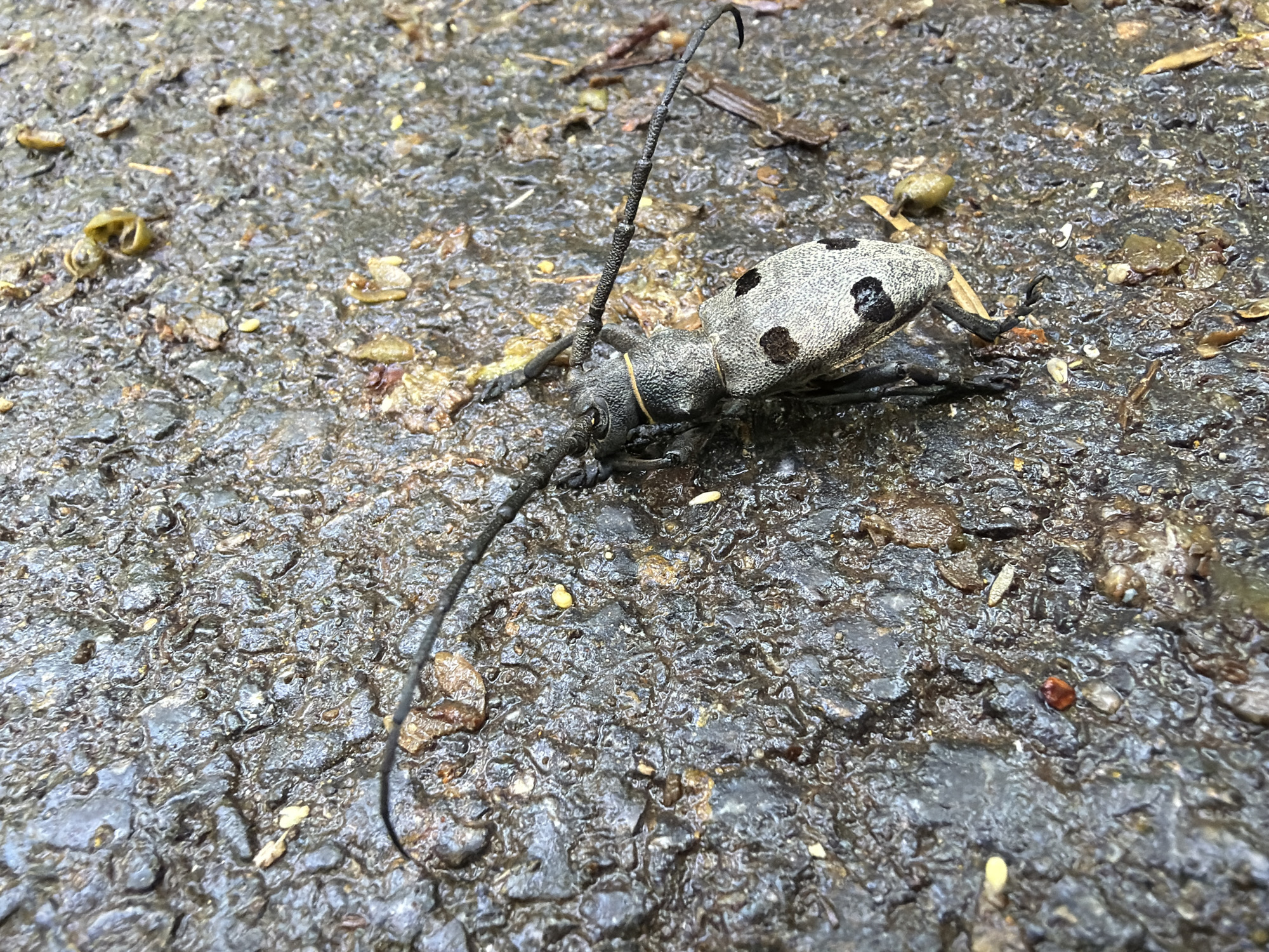 A close-up photograph shows a dead or immobile beetle lying on wet pavement. The beetle is primarily gray and black, with a speckled gray carapace marked with irregular black spots. It has long, segmented antennae, one of which is curved and extends significantly across the frame. The beetle's legs are tucked beneath its body. The pavement appears damp, with small pebbles, leaves, and plant debris scattered across the surface. The photo has a neutral tone, focusing on the detail of the beetle and its immediate surroundings. The location is unknown but presumed to be a street somewhere in Blagoevgrad, Bulgaria.