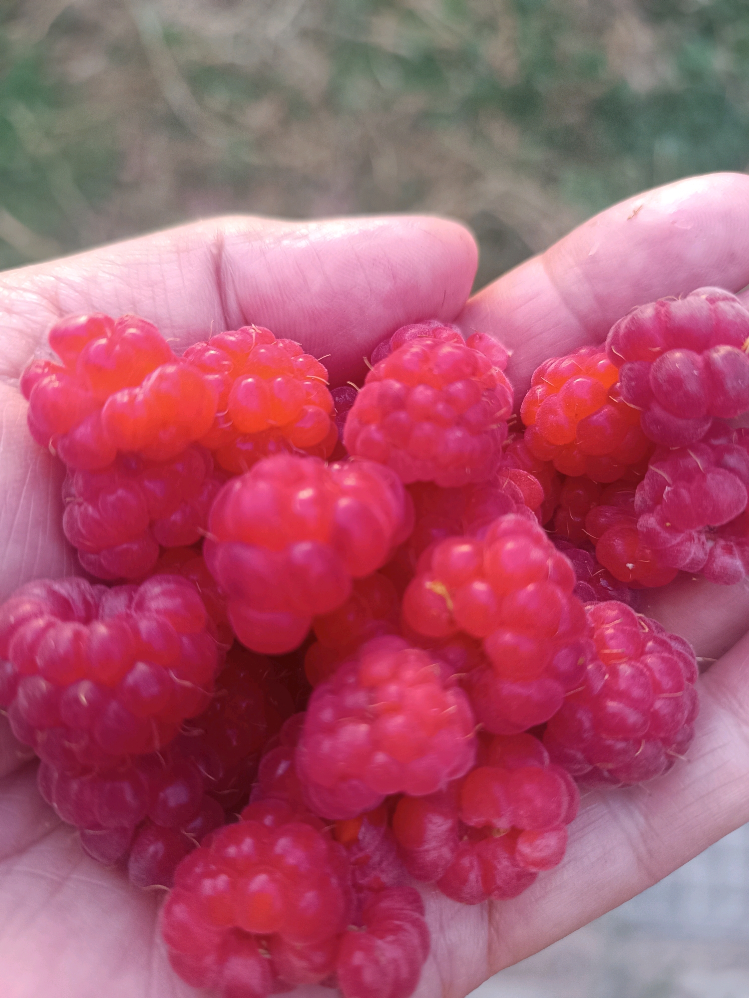 A close-up, overhead shot shows a person's hand, cupped and holding a cluster of ripe, bright pink raspberries. The hand is gently holding the berries, which are clustered together, some slightly overlapping. The background is softly blurred, showing hints of green and brown, suggesting an outdoor, natural setting. There is no indication of the city of Kök-Oy, Kyrgyzstan in the image or its context.