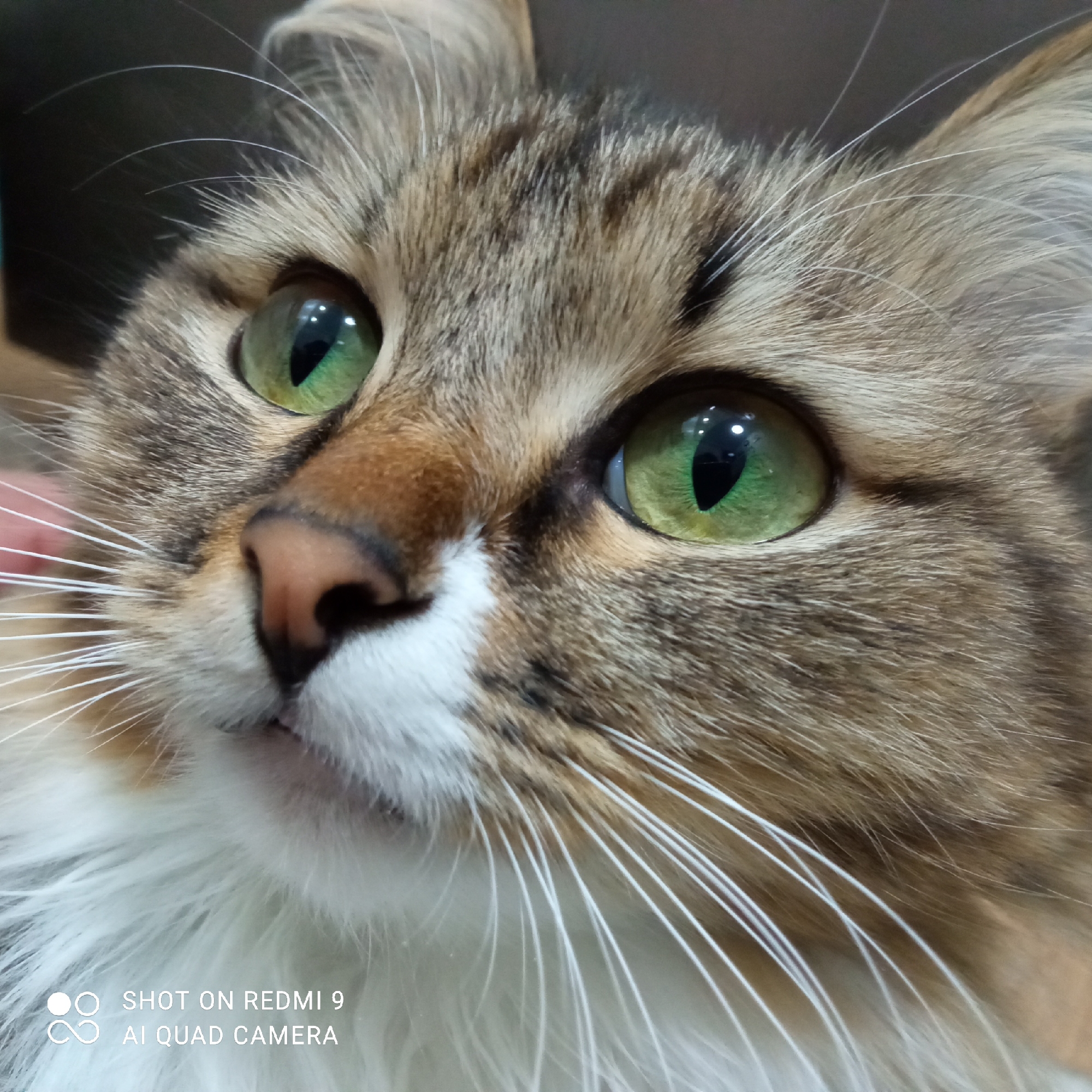 A close-up image shows a cat's face with green eyes, brown and white fur, and long white whiskers. There is an indiscernible human hand visible near the cat's left ear. The image includes a watermark, "SHOT ON REDMI 9 AI QUAD CAMERA". There is no evidence of the city of Chaikovsky, Russia.