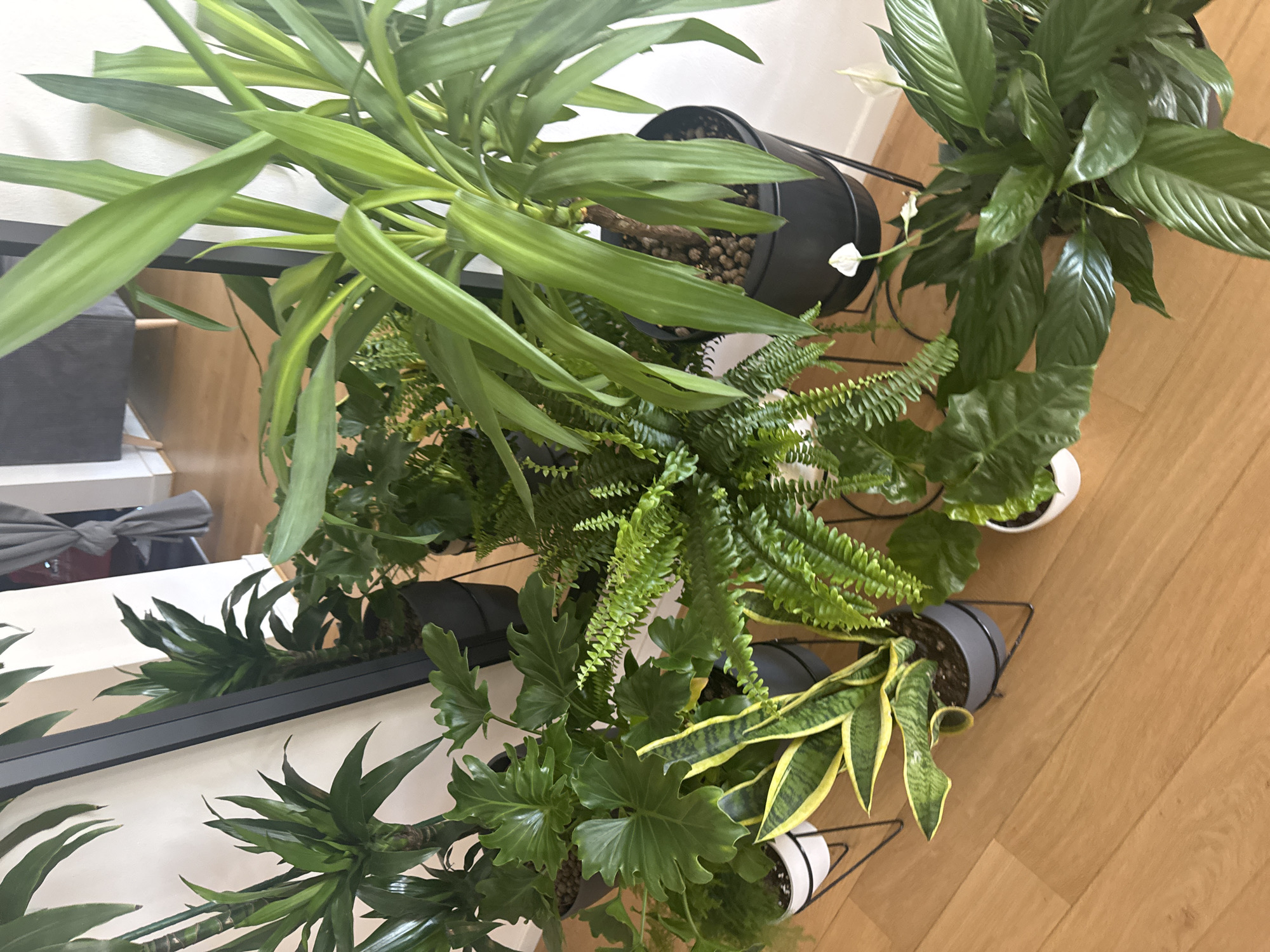 The image shows a collection of indoor plants arranged on a shelving unit in an interior space, likely a home. The plants include a peace lily, a fern, a snake plant, a philodendron, and a dracaena. They are in black, grey, and white pots. The flooring appears to be light wood. The shelving unit is black metal. The scene has an overhead, slightly angled perspective. A reflection of a table and a chair is visible in a mirror that is located on the left side of the frame. The location is unknown, and there is no information about the city of Belgrade, Serbia.