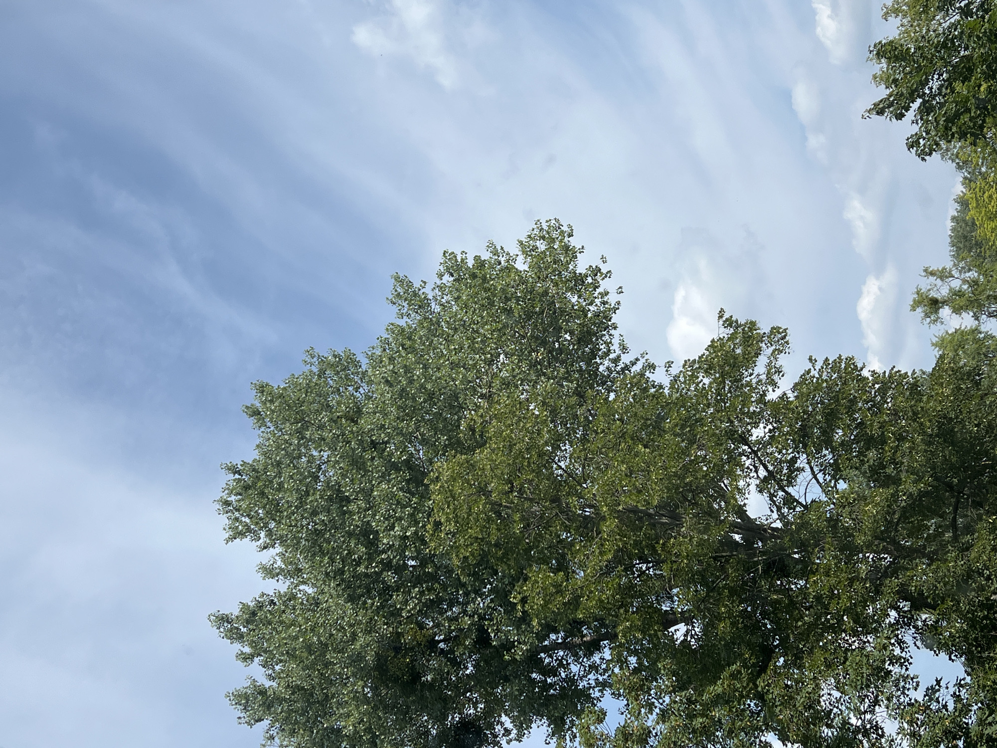 This image is a medium-shot vertical photograph of a large tree with lush green foliage against a bright blue sky with wispy white clouds. The tree is dominant in the left half of the frame, with its branches extending upwards and to the right. The lower portion of the tree is darker green, transitioning to a lighter, more vibrant green at the top. The sky occupies the right half of the image and is a clear blue, streaked with thin, elongated clouds that suggest a gentle breeze. The scene appears to be outdoors, possibly in a park or a natural area within the city of Warsaw, Poland, given the context of its location. No people or specific identifiable objects beyond the tree and sky are visible. The overall impression is one of a clear, pleasant day with a focus on the natural beauty of the tree and sky.
