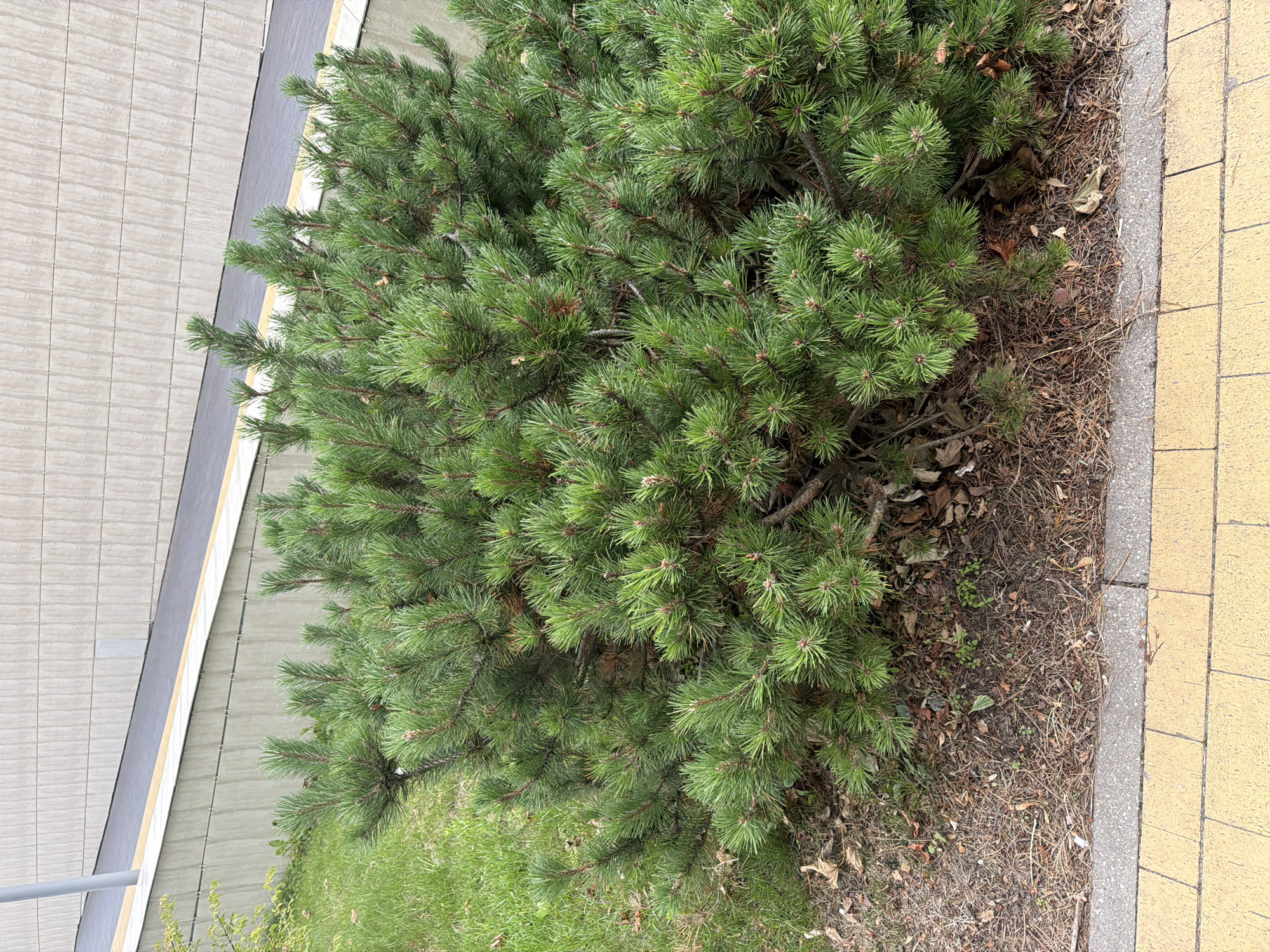 The image shows a close-up view of a dense, green pine bush situated in an urban environment. The bush is full of needle-like leaves and branches, with some dry leaves and pine needles scattered on the ground beneath it. The ground cover consists of dry earth, grass, and some fallen foliage. In the background, a light-colored tiled wall is visible, adjacent to a sloped surface with a yellow stripe and a dark gray path. A gray pole rises vertically on the left side of the background. The foreground features yellow rectangular paving stones separated by a gray border. This scene is located in Svetlogorsk, Russia, likely in a landscaped area along a walkway or pathway. There are no people or animals visible in the image.