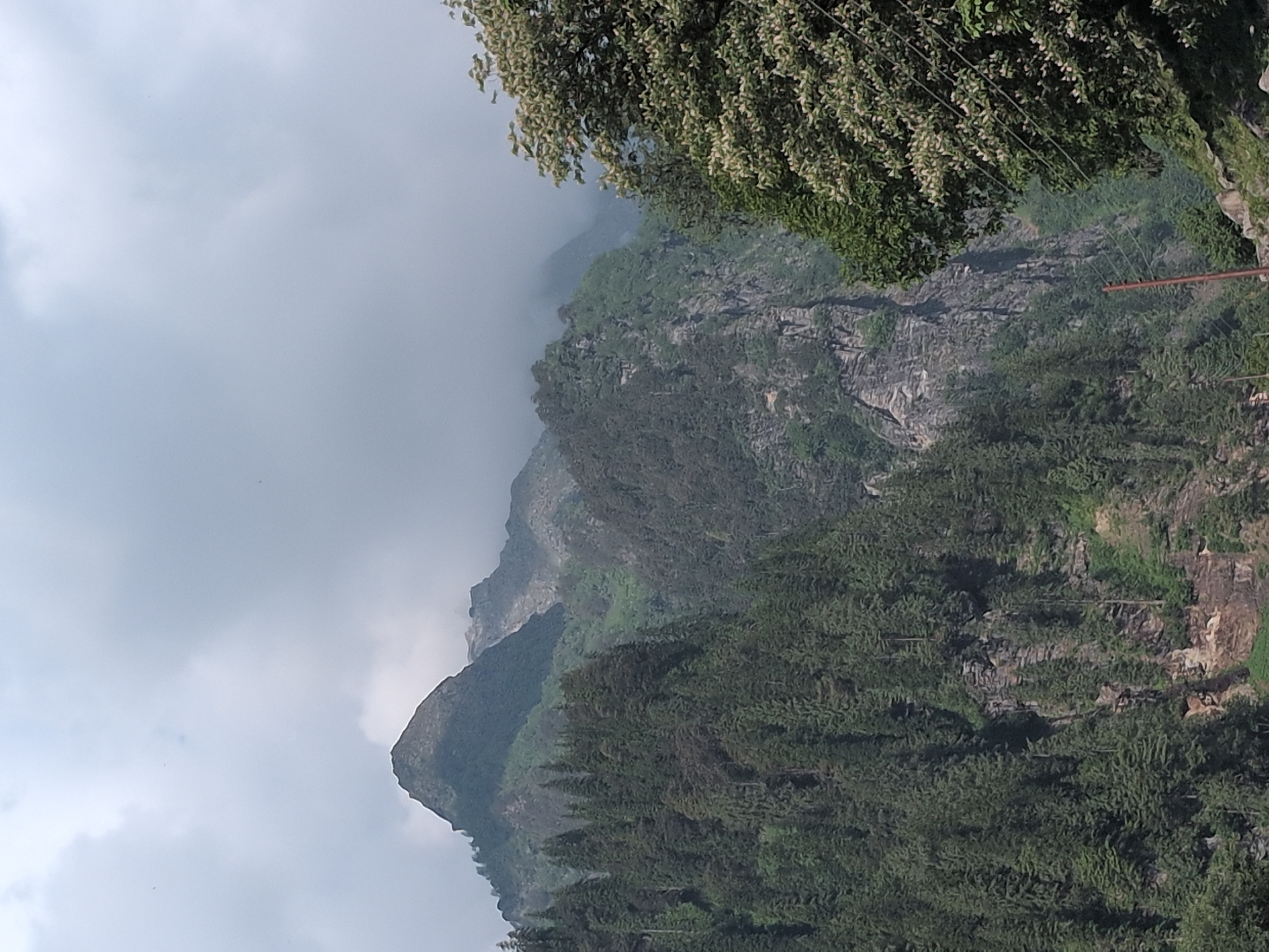 The image depicts a panoramic view of a mountainous landscape, likely within the vicinity of Majhach, India. In the foreground, a dense forest of coniferous trees covers the slopes of the mountains. The trees are a deep green and appear to be of varying heights, creating a textured, layered effect.
Beyond the immediate forest line, the mountains rise steeply, revealing rugged rock faces interspersed with patches of vegetation. The terrain is steep and uneven, characteristic of a mountainous region.
In the upper portion of the image, the peaks of the mountains are shrouded in a layer of clouds, suggesting a moderate or overcast sky. The lighting is diffused, with no harsh shadows, indicating that the sun is not directly visible.
To the right of the frame, a large tree with light-colored foliage and small blooms is partially visible. Its branches extend into the frame, adding a contrasting element of lighter color and delicate texture to the rugged mountain backdrop.
A thin, vertical brown pole, possibly a utility pole, is visible in the lower right section of the image, with thin wires extending horizontally from it. This suggests the presence of some human infrastructure within this natural setting.
The overall impression is one of a wild, natural environment, with the mountains and forest dominating the scene. The presence of clouds and diffused light contributes to a somewhat subdued and atmospheric mood.