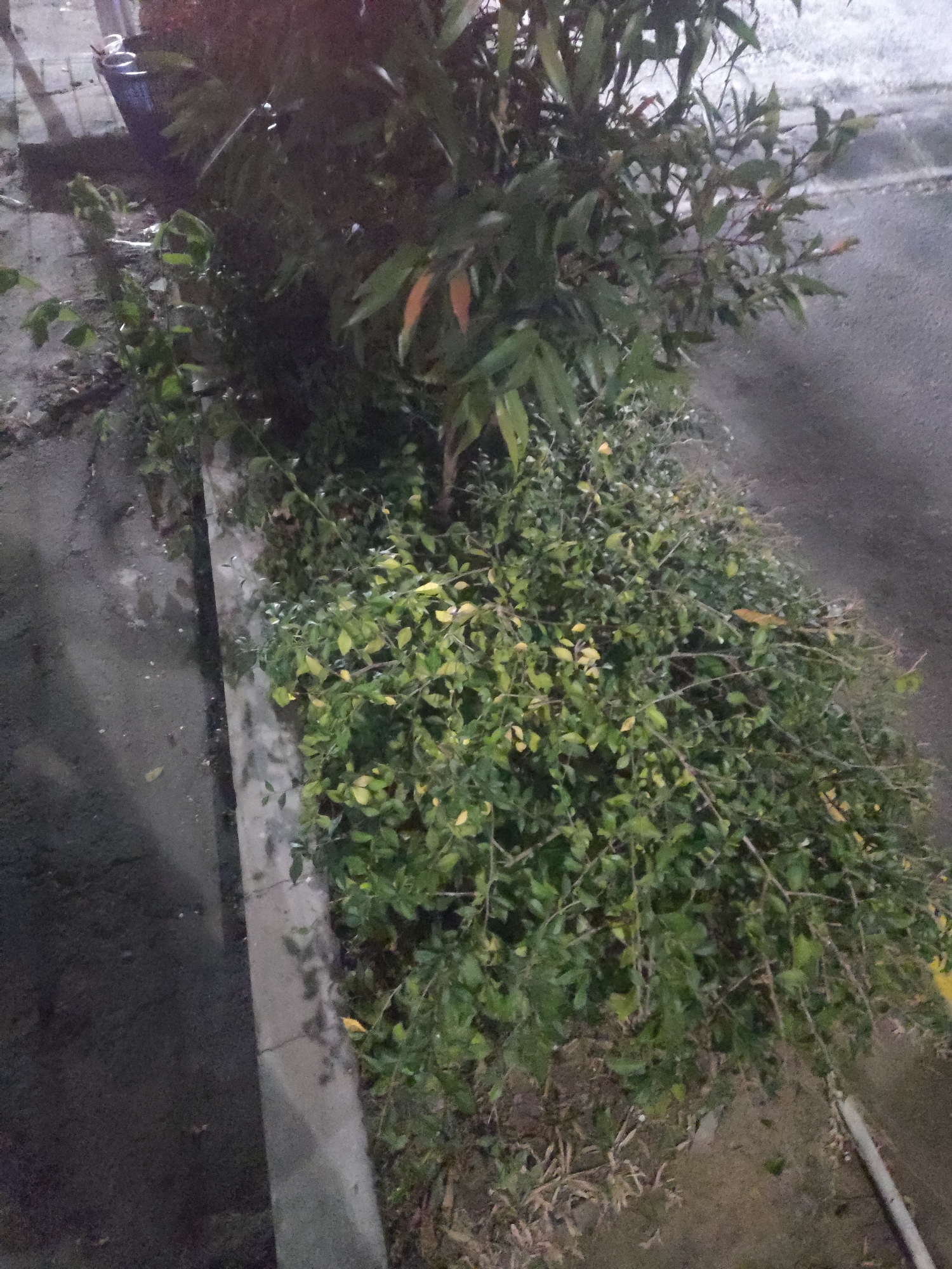 In Trihanggo, Indonesia, a dense, overgrown bush with small green and yellowing leaves is situated beside a concrete curb and an asphalt surface. The bush appears to be in a state of neglect, with some dead leaves and branches visible. The environment suggests an outdoor setting, possibly a roadside or garden area, with poor lighting conditions. There are no people or animals visible in the image.