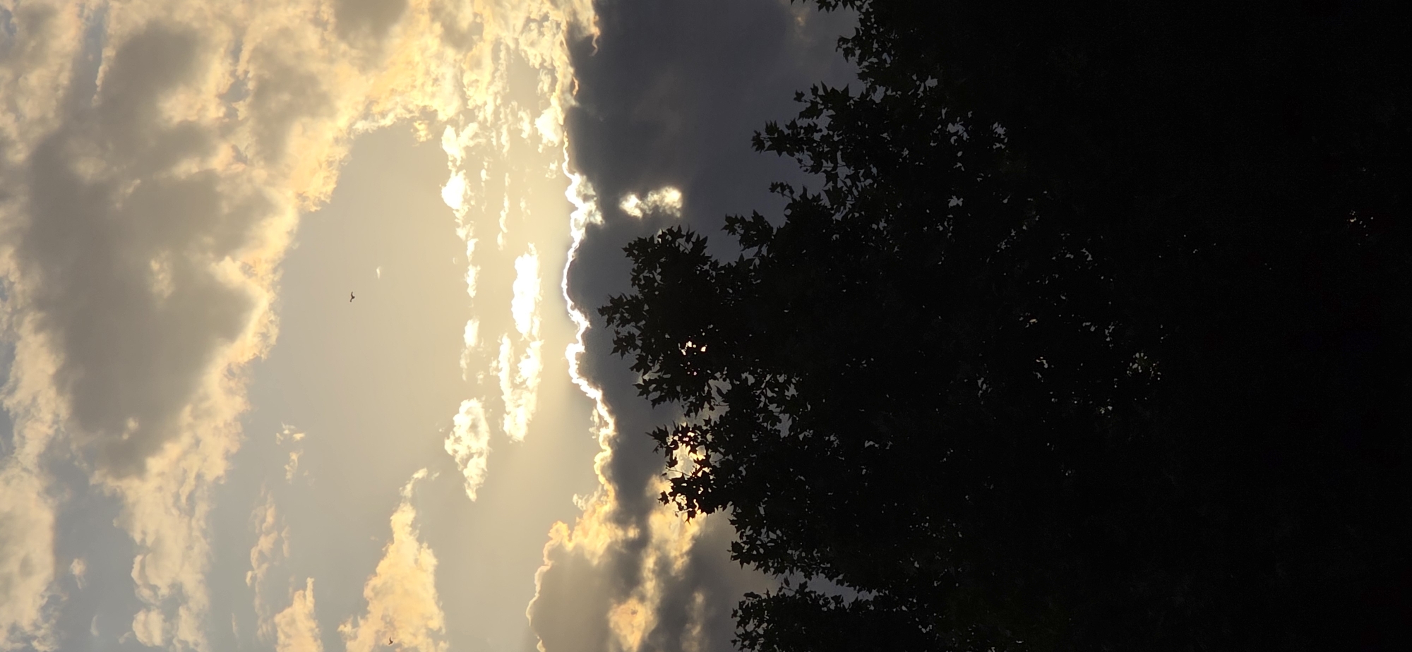 A vertical, low-angle shot captures a dramatic sunset over Zaragoza, Spain. The sky is filled with a mix of bright, illuminated clouds and dark, shadowed ones, creating a striking contrast. Rays of light pierce through the clouds, highlighting their edges with a golden glow. In the upper portion of the sky, two small birds are visible in silhouette, appearing to fly towards the illuminated center. Silhouetted against the vibrant sky is the dense foliage of trees, their dark shapes forming a stark border across the bottom third of the image. The trees obscure most of the lower part of the scene, with only glimpses of the sunset peeking through the leaves. The overall impression is one of a powerful and slightly ominous natural spectacle.
