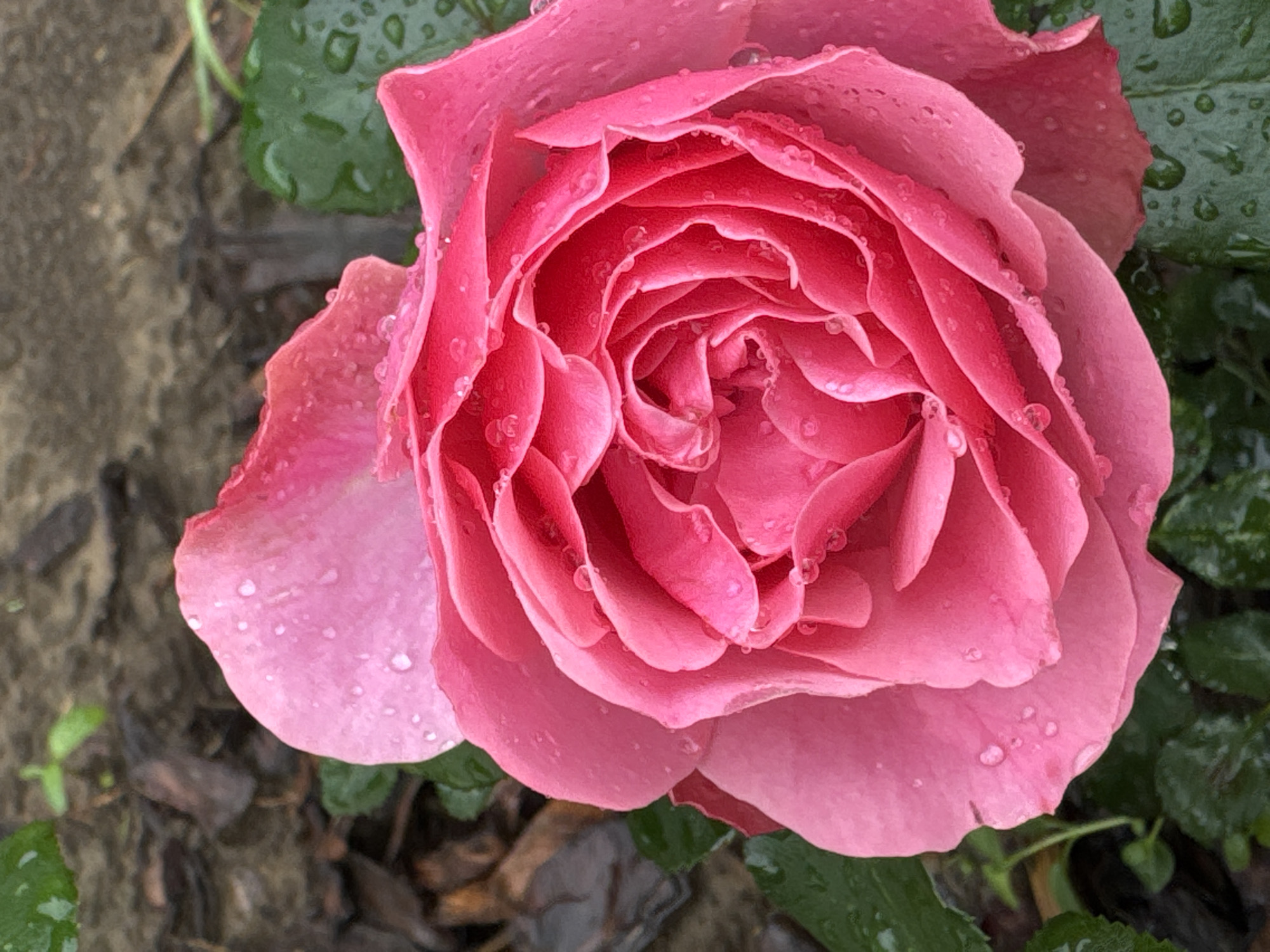 A close-up, overhead shot captures a blooming pink rose, glistening with raindrops. The rose is the central focus, with its petals unfurling in a spiral pattern. Droplets of water cling to the velvety surface of the petals, reflecting the light. The background is blurred, showing dark soil and some green leaves, also speckled with rain. The overall impression is one of natural beauty and freshness after a rain shower. The location is Steklyannyi, Russia.