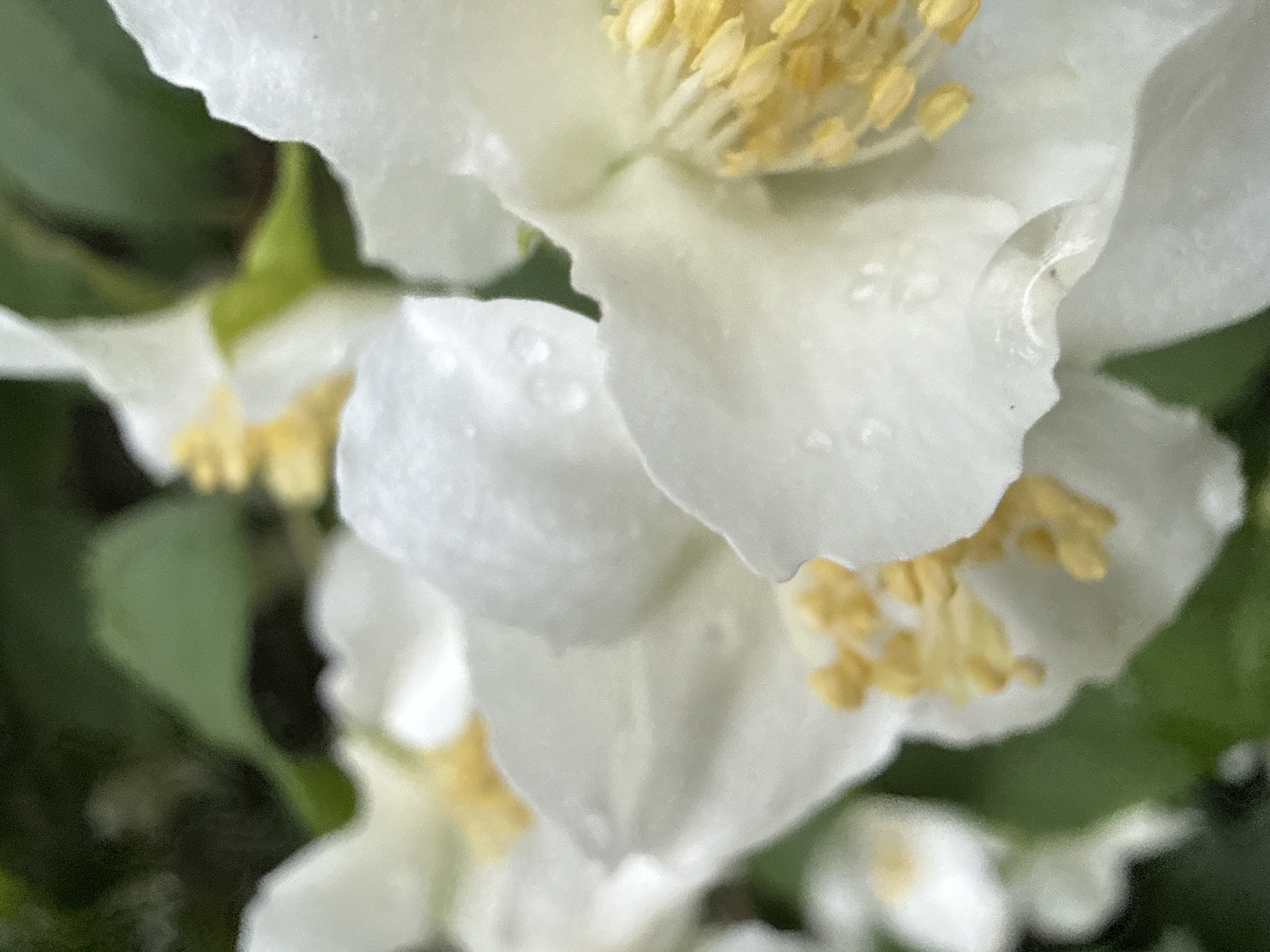A close-up, shallow depth-of-field, macro shot of white jasmine flowers with yellow stamens. The petals are delicate and appear to be wet, with visible water droplets on some surfaces. The background is softly blurred, with hints of dark green foliage. The lighting is diffused, creating a gentle illumination of the flowers. The scene is devoid of human presence or any elements that would indicate a specific urban location.