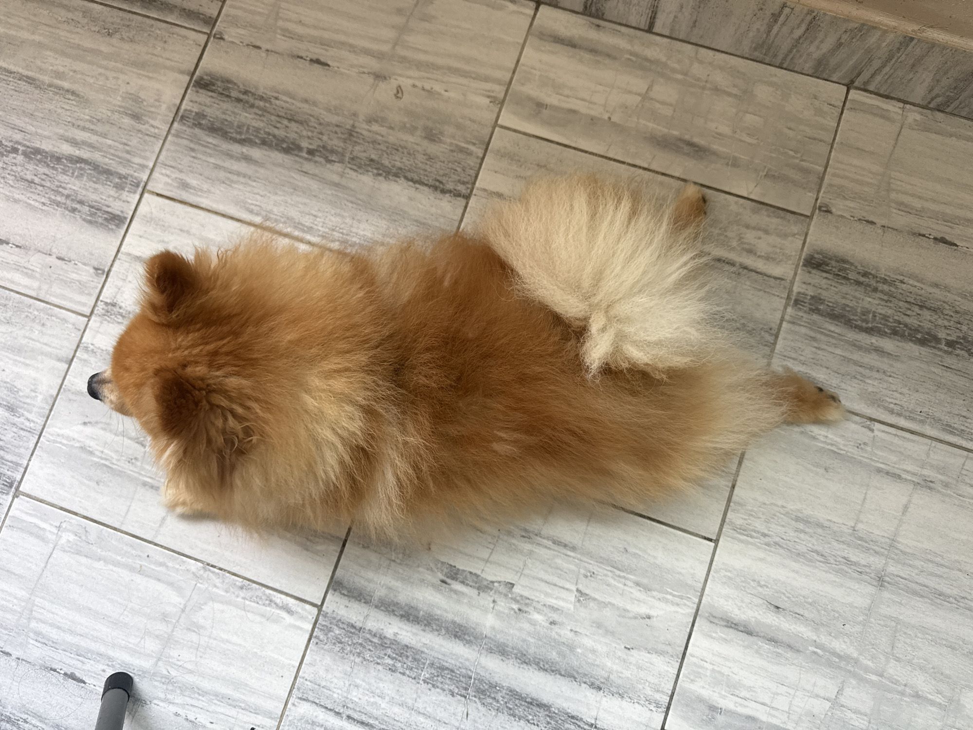 An overhead photograph depicts a small, fluffy, golden-orange dog, consistent with a Pomeranian breed, lying prone on a tiled floor in Plovdiv, Bulgaria. The dog is positioned with its body extending from the lower-center to the upper-center of the frame, its head oriented towards the upper-right, and its rear towards the lower-right. Only the tip of its black nose and a portion of its right ear are visible at the upper margin of its body. Its paws are tucked beneath its body. Its bushy tail, which is a lighter, creamy white color, is curled upwards over its lower back. The floor consists of rectangular tiles with a light grey base and pronounced darker grey, streaky, wood-grain-like patterns. Dark grey grout lines delineate the tiles. In the upper-left quadrant of the image, a partial view of a dark grey, cylindrical metallic leg, possibly from a piece of furniture, is visible. The scene is illuminated by an even light source.