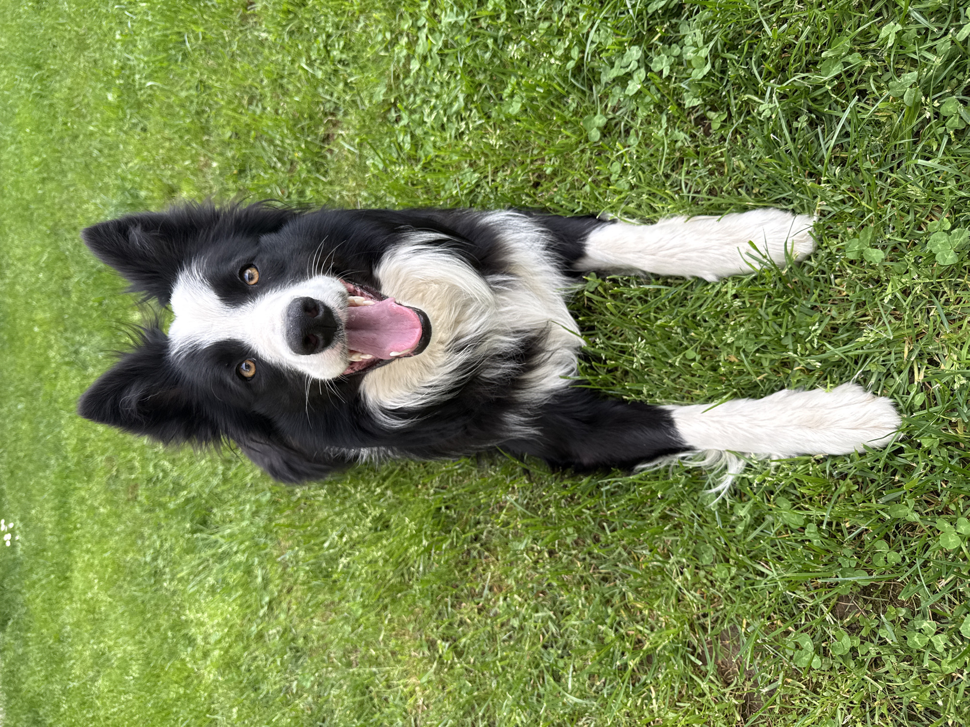 A black and white Border Collie dog is lying on green grass. The dog is facing the camera with its mouth open and tongue visible. The dog has white fur on its chest and paws. The background is green grass with some clover. The image location is not discernible as Berkovitsa, Bulgaria.