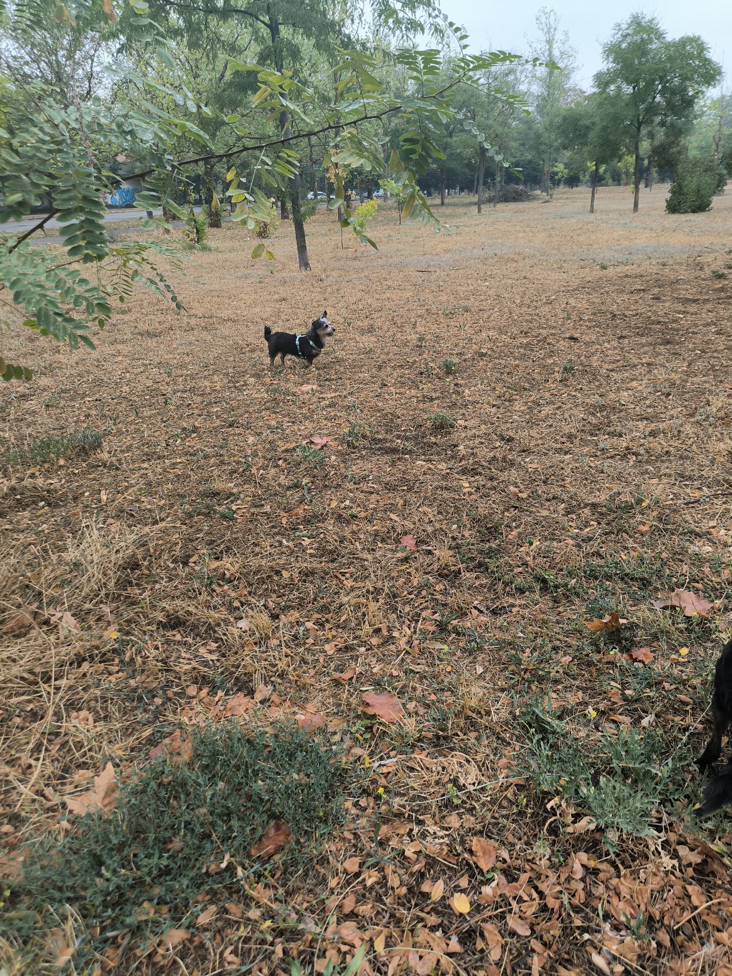 The image depicts a park area in the city of Mykolaiv, Ukraine. A small black dog wearing a harness is standing on dry, brown grass and fallen leaves. The dog is looking upwards and to the right, with its mouth slightly open. In the background, there are several trees with green leaves. The ground is covered with dry grass, leaves, and some scattered green vegetation. A road with a blue and white mural on a building is visible in the far left background. The overall impression is that of an outdoor scene in a park, possibly during autumn, with the dog as the central subject.