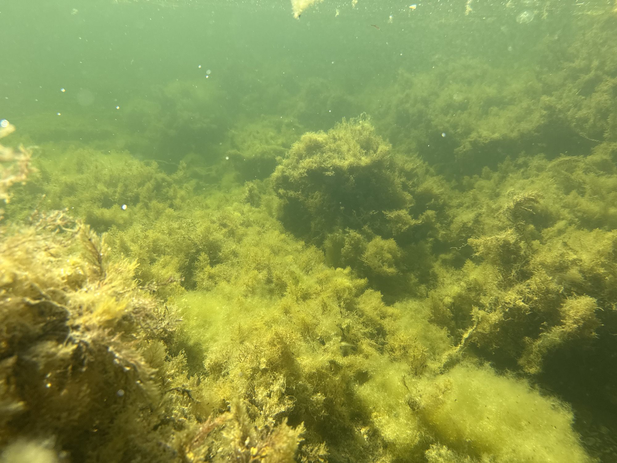This is an underwater image showing a dense bed of green algae and seaweed covering the seabed. The water is murky with a greenish hue, and small bubbles are visible throughout the scene, likely from the algae or sediment. The lighting suggests it is daytime, with light filtering down from the surface, illuminating the yellowish-green vegetation. In the foreground, to the left, there is a cluster of denser, more brown-tinged algae. The background fades into the greenish, hazy water. The image appears to be taken in the Black Sea near Tsarevo, Bulgaria, given the context of the location. There are no people or discernible marine life visible in the image.