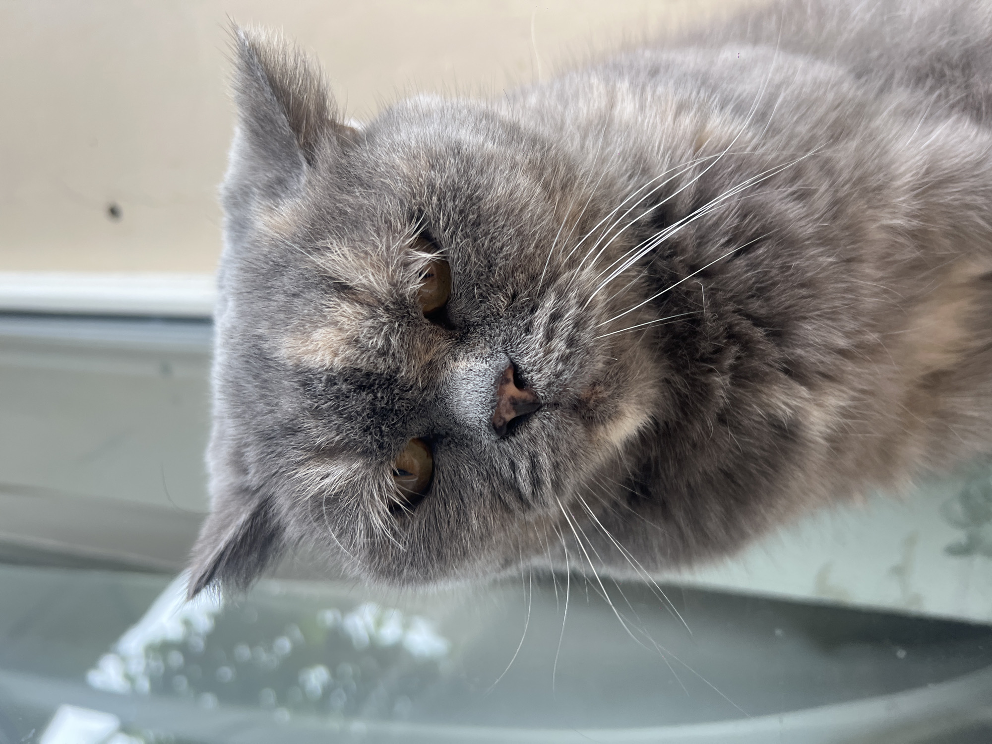 A gray cat with tan patches lies on a reflective surface. It has golden eyes and white whiskers. The background is out of focus, suggesting a window or light source. The location and city are not discernible from the image.