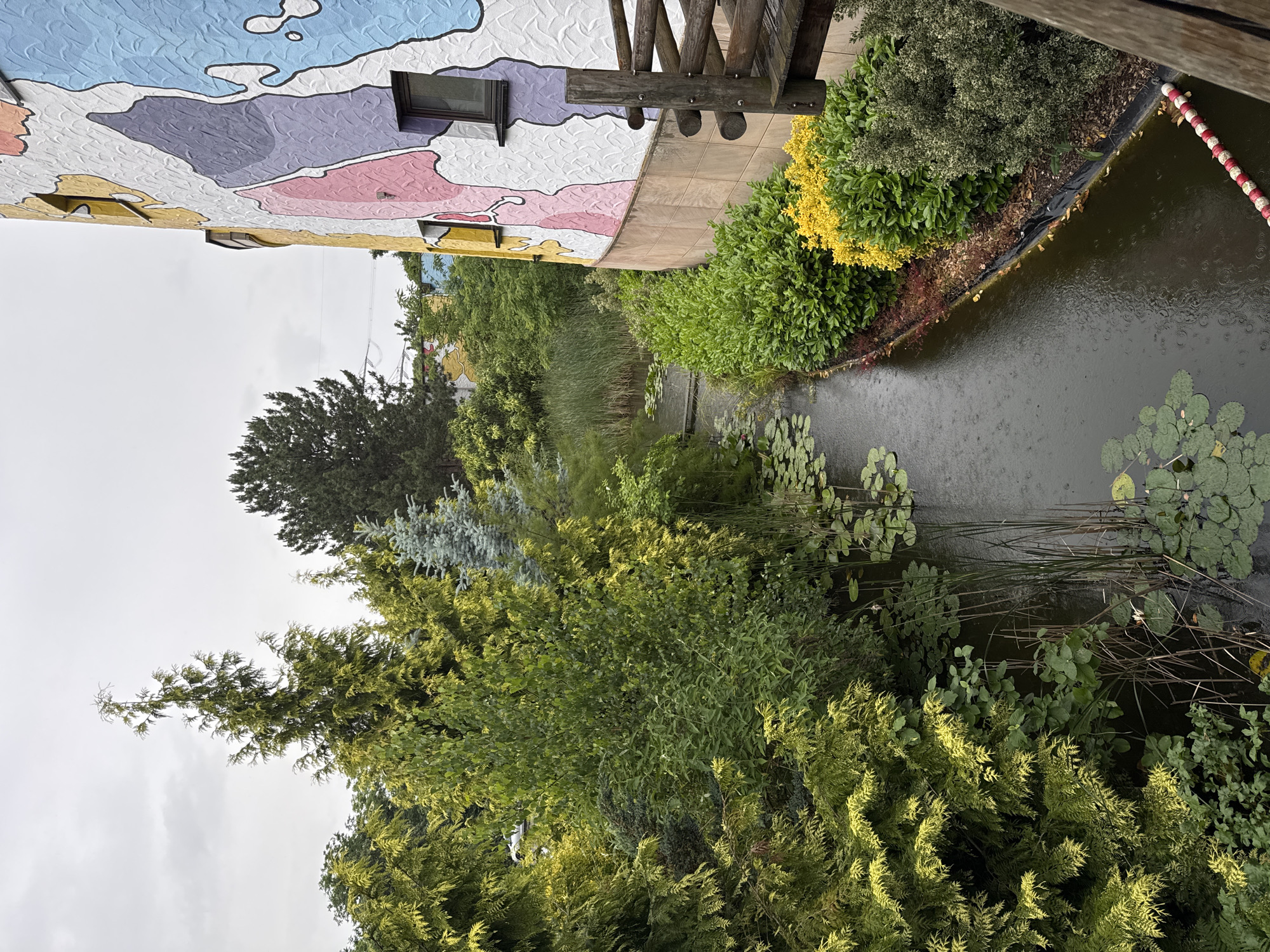 The image captures an outdoor scene, likely in Leverkusen, Germany, featuring a narrow, dark-colored waterway. Lily pads float on the surface of the water, with some tall reeds growing along the banks. Lush green foliage, including trees with yellow-green leaves and dense bushes, borders the waterway. To the right, a vibrantly painted building with a mural-like design in pastel colors—pink, purple, yellow, and blue—stands prominently. The building has two visible windows and a section of a wooden railing. The sky overhead is overcast and grey, and the surface of the water shows ripples, indicating that it is raining. The overall impression is of a slightly damp, colorful, and vegetated urban environment.