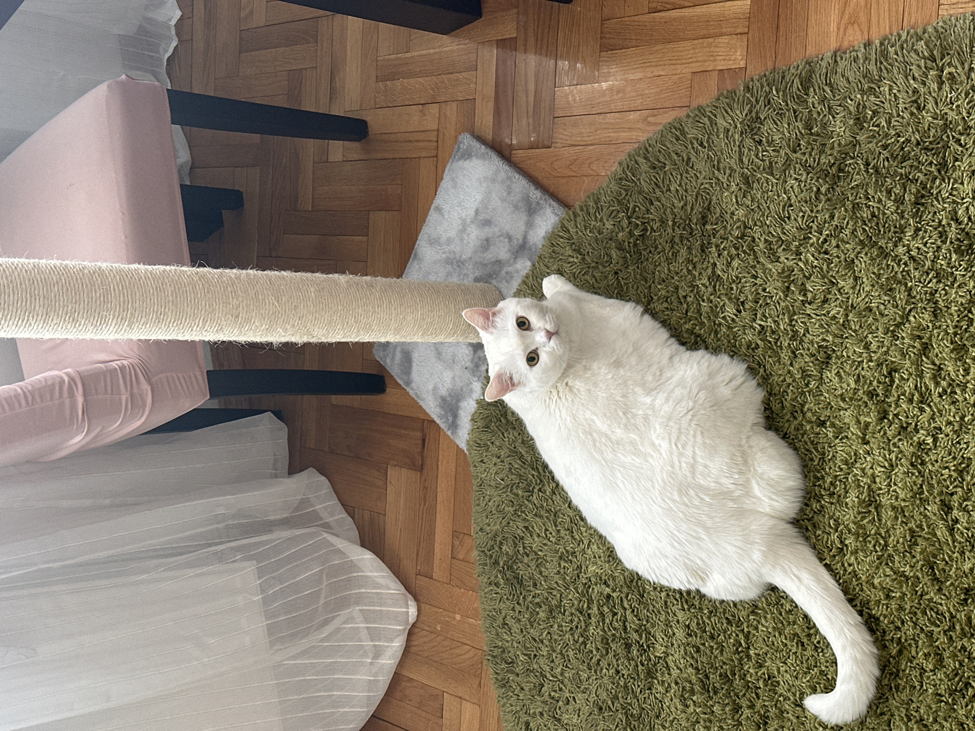 The image is taken from above, showing a white cat lying on a shaggy green rug. The cat has yellow eyes and is looking up towards the camera. To the left of the cat is a cat scratching post with a beige rope-covered column. A pink chair is partially visible next to the scratching post, draped with a white, sheer fabric. The floor is parquet wood. A small grey rug is placed near the base of the scratching post. The location is likely a home interior, but there is no information about the city of Novi Sad, Serbia.