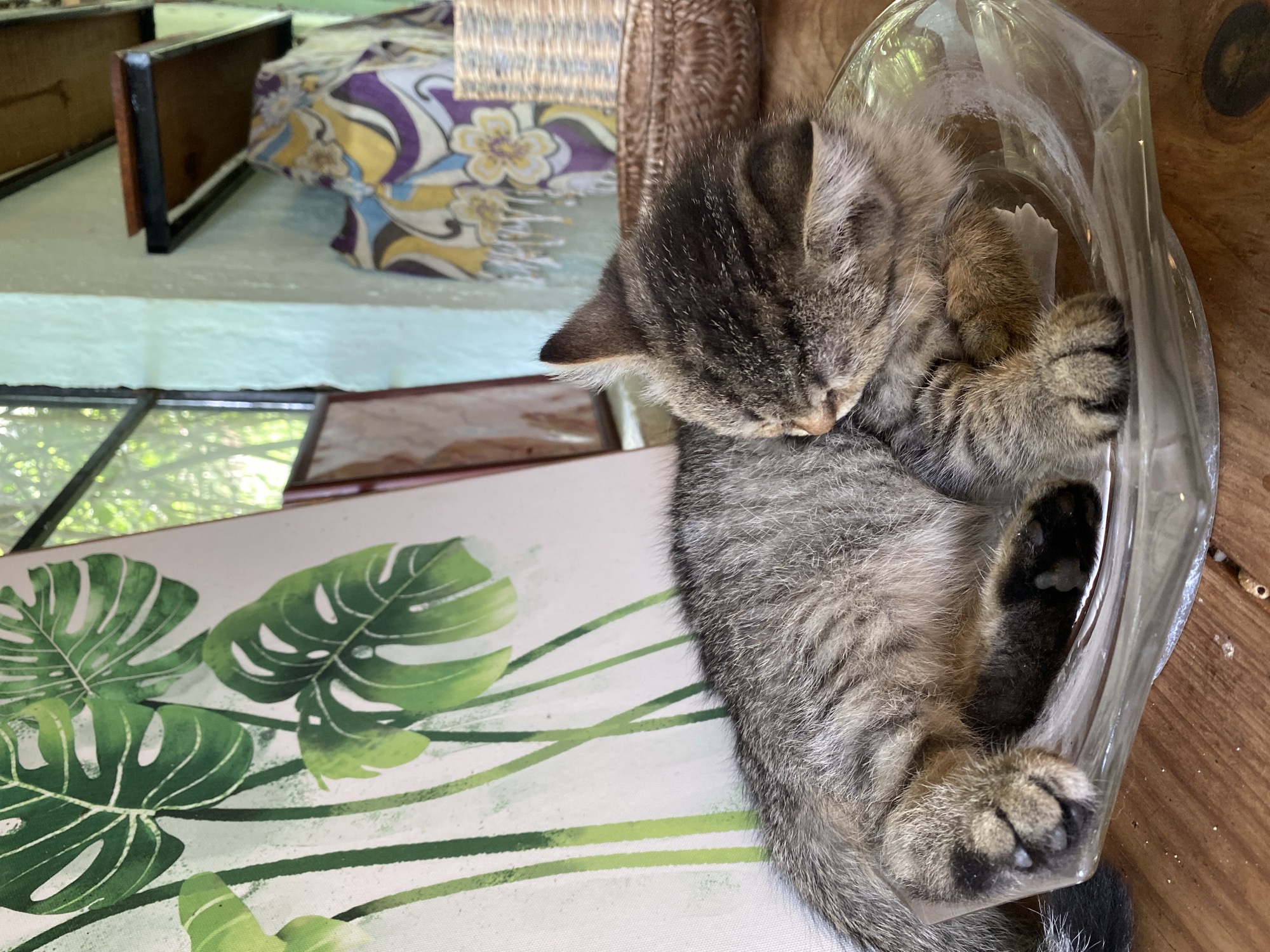 A tabby kitten is sleeping curled up in a clear glass bowl on a wooden surface. The kitten's fur is striped with shades of grey, black, and brown. In the background, a painting of large green leaves is visible, along with a window that shows greenery outside. There are also shelves with decorative items in the background. The setting appears to be an indoor space, possibly a home or a shop, in the city of Thôn 3, Vietnam.