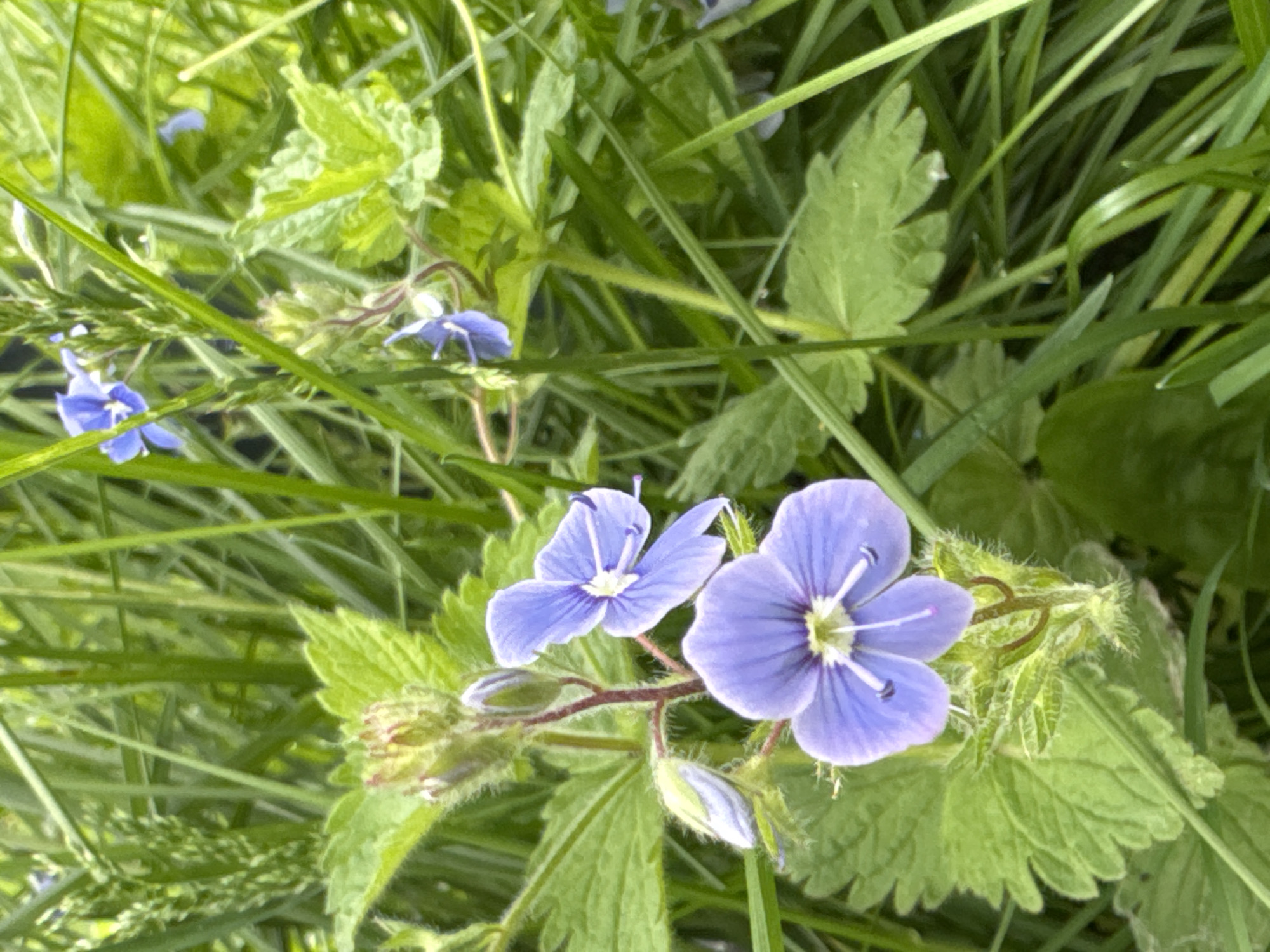 This close-up shot, taken in Izhevsk, Russia, features a vibrant natural scene dominated by small, purplish-blue wildflowers nestled among green foliage and blades of grass. The primary subjects are several delicate flowers, likely belonging to the Veronica genus (speedwell), each displaying four or five petals, a prominent white center, and slender white stamens.
The flowers are in various stages of bloom; two fully open blossoms are clearly visible in the foreground, with several smaller buds and partially opened flowers scattered further back and to the left. The petals exhibit a soft, slightly variegated purple-blue hue. Surrounding the flowers is a dense backdrop of diverse green plant life, including broad, serrated leaves and numerous narrow, linear blades of grass. Some of the leaves appear somewhat hairy or fuzzy, especially near the flower stems.
The scene captures a snippet of a wild or untended grassy area, perhaps a meadow, roadside, or garden border. The lighting suggests it is daytime, with bright, natural light illuminating the plants without harsh shadows, indicating fair weather. There is no specific activity or event occurring, rather it is a static snapshot of nature. No people or man-made objects are visible, and no text is present in the image. The overall impression is one of natural beauty and lush growth.