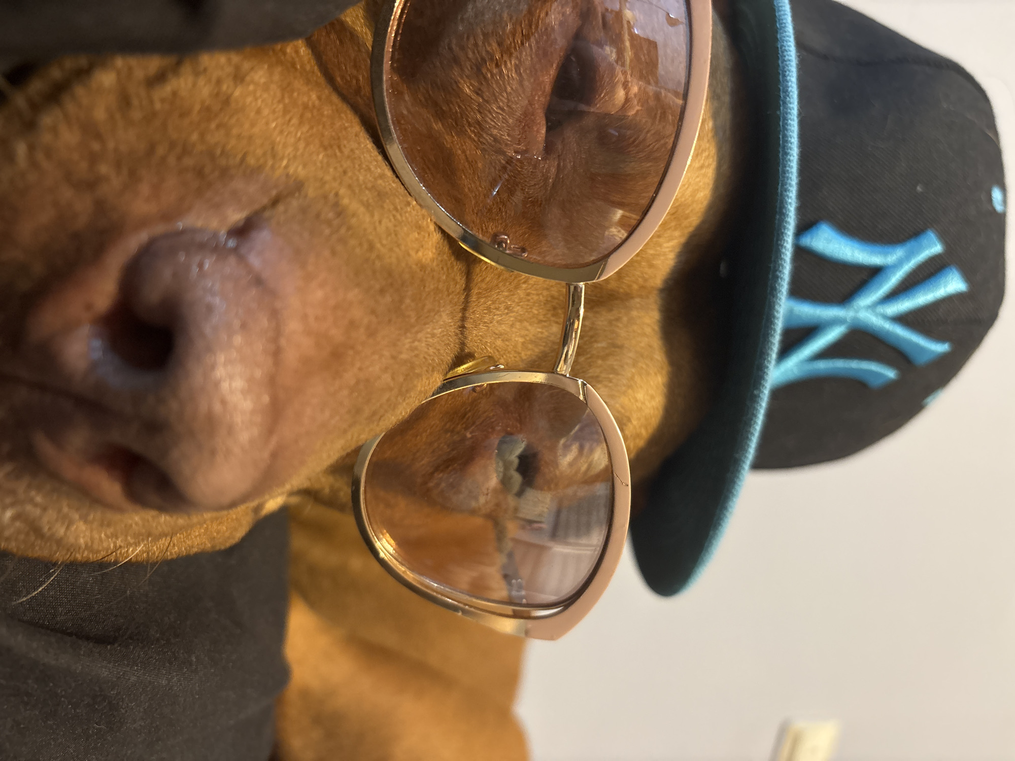 A tan-colored dog with a dark nose is wearing a black baseball cap with a blue "NY" logo and gold-framed sunglasses. The scene's location in Sofia, Bulgaria, is not discernible.