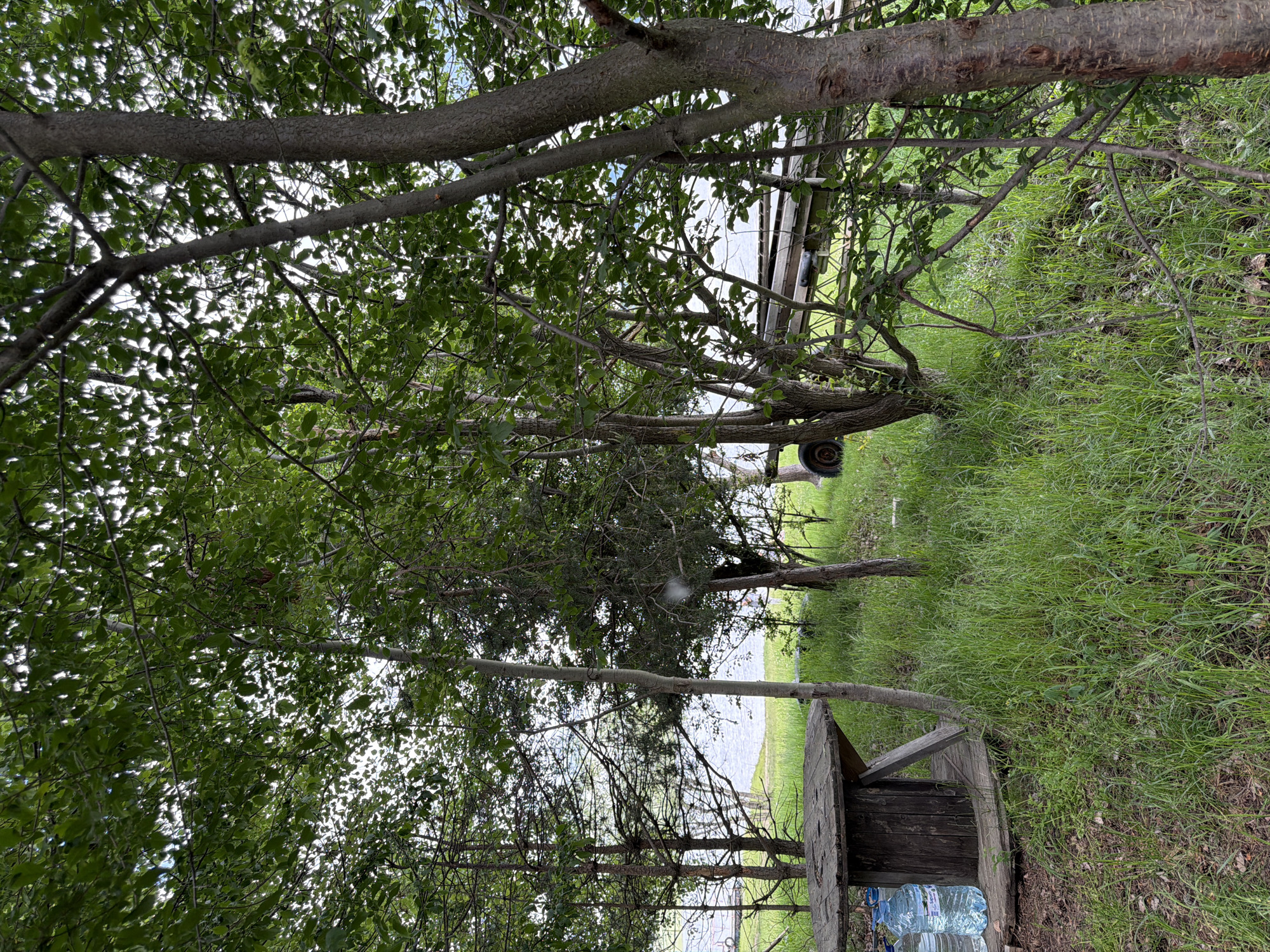 The image displays an outdoor scene in Цигов чарк, Bulgaria, captured from a wooded vantage point overlooking a body of water. In the immediate left foreground, a circular wooden table, fashioned from a large cable spool, rests on the ground. Two large plastic water bottles, one clear with a blue label "Devin" and another solid blue, are positioned on the base of this table. The ground is covered with a mix of vibrant green grass and patches of reddish-brown soil or fallen leaves. Multiple tree trunks, varying in girth and bark texture, rise from the ground, with their branches and dense green foliage dominating the upper and mid-portions of the frame, partially obscuring the view. Through the trees in the midground, a serene, light blue body of water, likely a lake or reservoir, is visible. A strip of green grass separates the trees from the water's edge. To the right midground, a wooden structure, possibly a pier or boat ramp, extends towards the water, with a dark vehicle wheel (likely from a trailer) visible near its base on the left. The background reveals the distant, faint outline of the opposing shore across the water. Overcast or hazy daylight illuminates the scene, filtering through the dense tree canopy and casting a soft, diffused light, with no direct shadows evident. No individuals, animals, or specific actions are depicted.