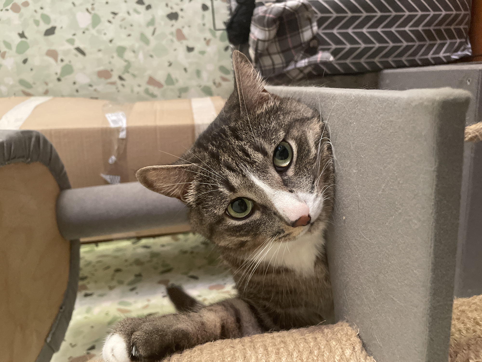 A tabby cat is lying on a gray platform, its head resting on the edge. The cat has green eyes and white markings on its face. To the left of the cat, a scratching post is visible, wrapped in rope. In the background, a cardboard box and a curtain with a speckled pattern can be seen. To the right, a folded blanket with a chevron pattern is present. The lighting in the image is natural, suggesting it was taken indoors during the daytime.
