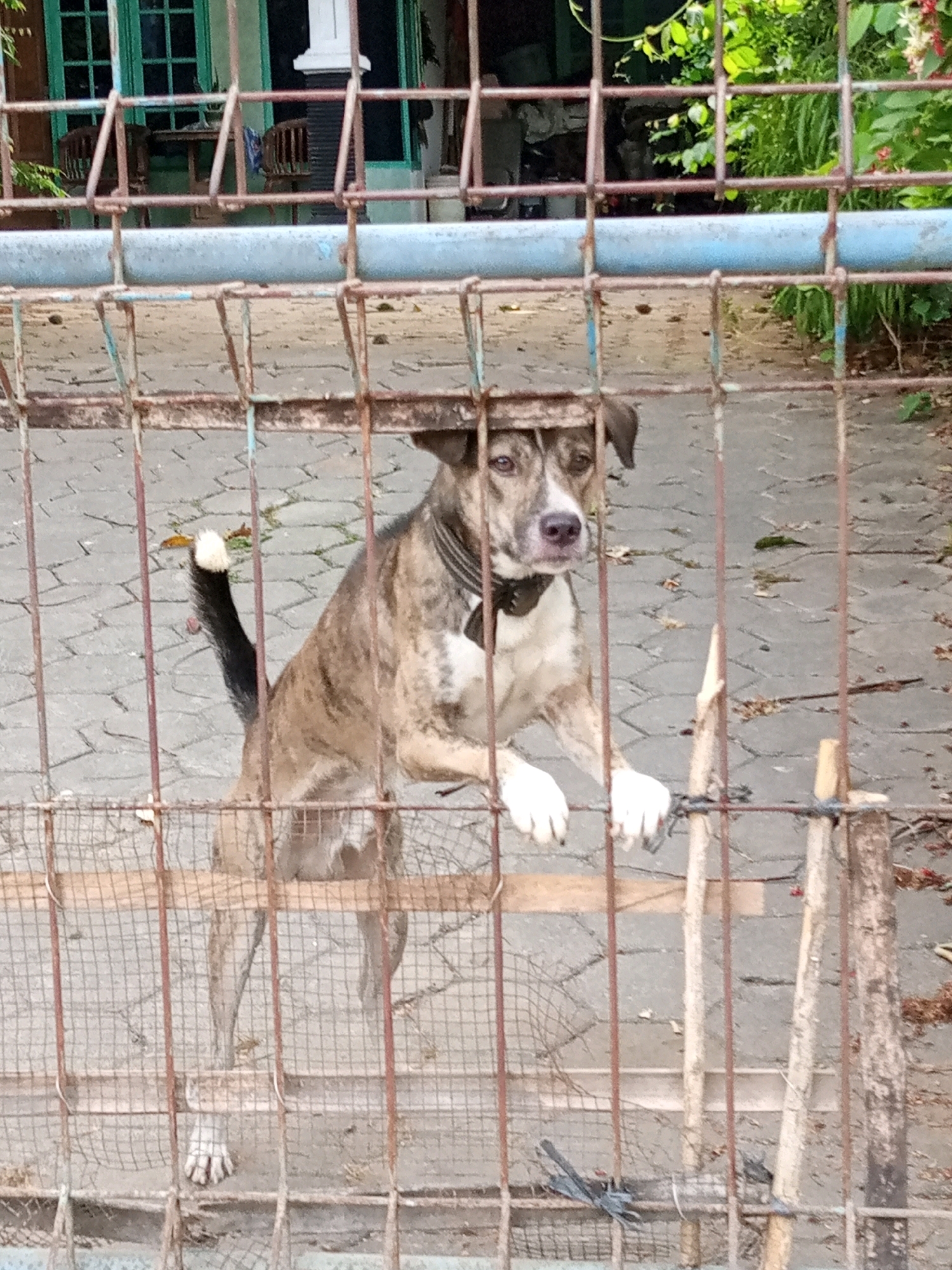 The image, taken in Kedungwinong, Indonesia, shows a brindle-colored dog standing behind a rusty metal fence. The dog has white paws and a black tail with a white tip. It is wearing a dark collar. The fence is made of vertical metal bars and wire mesh. In the background, there is a paved area with scattered leaves, and further back, a building with green-framed windows. The scene appears to be outdoors, possibly a yard or enclosure.
