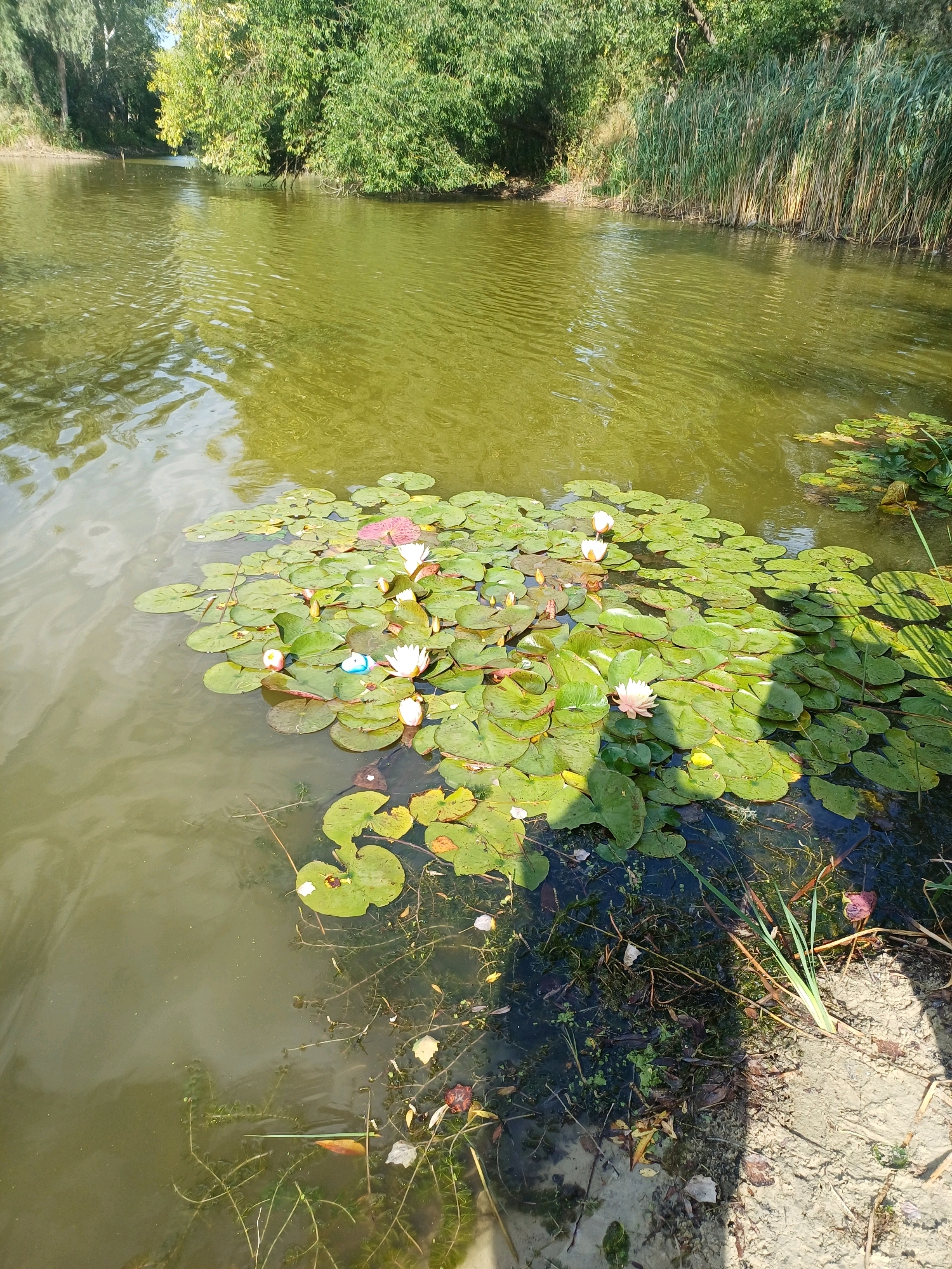 The image depicts a body of water with numerous lily pads and several water lilies in bloom. The water is a murky green color, reflecting the surrounding trees and sky. The bank on the right side of the image is sandy and covered with some dry vegetation and fallen leaves. In the background, dense green trees and tall reeds line the opposite bank. The overall scene is that of a natural pond or slow-moving river, consistent with the rural landscape of Sulymivka, Ukraine. No people are visible in the image.