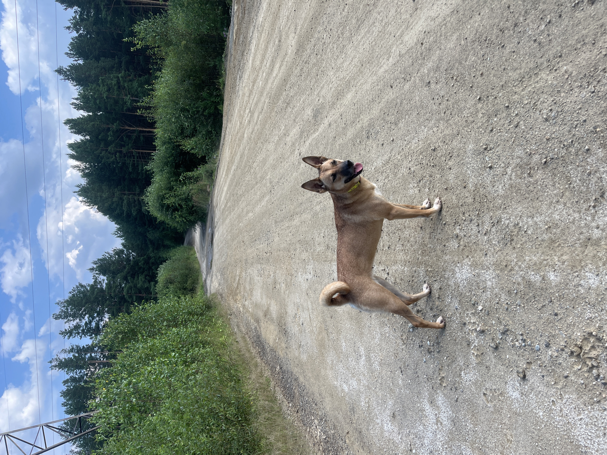 A medium-sized, short-haired tan dog with erect ears and a curled tail stands on a dirt road. The dog wears a yellow collar and its tongue is slightly out. The road is flanked by dense green trees and shrubs. In the background, tall pine trees form a forest, and power lines stretch across a blue sky with white clouds. The scene appears to be located in a rural or forested area outside of Nizhny Tagil, Russia.