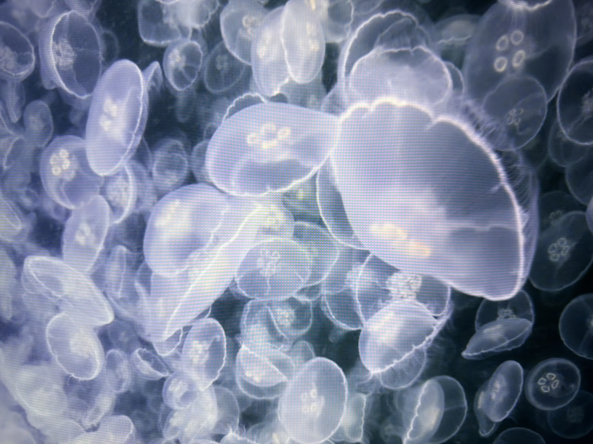The image is a close-up, high-angle shot of a dense aggregation of moon jellyfish (Aurelia aurita) suspended in dark water. The jellyfish are predominantly translucent and bell-shaped, with visible internal structures and delicate oral arms. Their ethereal, pale blue and white forms create a soft, almost glowing effect against the dark background. Some jellyfish are overlapping, creating a sense of depth and volume. The texture of the image appears to be slightly pixelated, suggesting it might be a digital photograph viewed on a screen or a reproduction. The lighting highlights the translucent bodies of the jellyfish, creating a dreamlike and serene underwater scene. The location of this image within the city of Kyiv, Ukraine, cannot be determined from the visual information provided. There are no people, actions, or interactions depicted in the image, only the jellyfish in their natural environment.