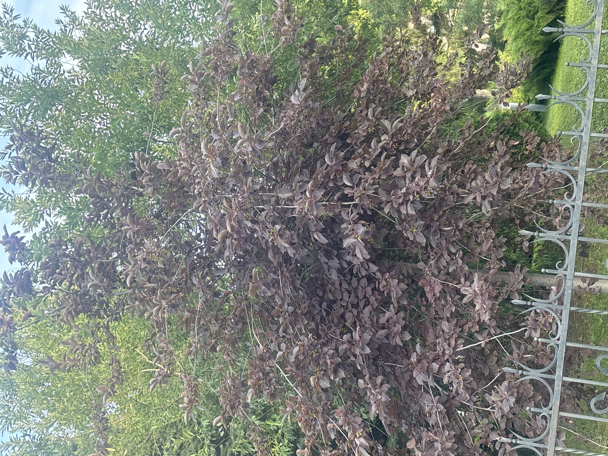 This media file shows an outdoor scene with foliage and a decorative metal fence. The main subjects are two types of plants: one with dark reddish-purple leaves and another with light green leaves. The plant with dark leaves is in the foreground, appearing dense and somewhat dry, with thin branches and small buds or berries visible. The plant with green leaves is behind it, appearing more lush and vibrant.
To the right of the frame, a section of an ornate, dark grey metal fence is visible. The fence has decorative scrollwork and pointed finials. In the background, beyond the fence and foliage, there appears to be a manicured green hedge and possibly a pathway or lawn.
The lighting suggests it is daytime, likely with natural, diffused light, possibly indicating an overcast or partially cloudy sky, though the sky itself is not clearly visible in the main frame. The scene appears to be a garden or park setting, with a mix of decorative and natural elements. The orientation of the image is sideways.
There is no text visible in the media file. The context provided indicates the location is Novokuybyshevsk, Russia, suggesting this is likely a view from a residential garden or a public park in that area. No people are present in the image. The overall impression is a quiet, naturalistic setting with architectural embellishments.