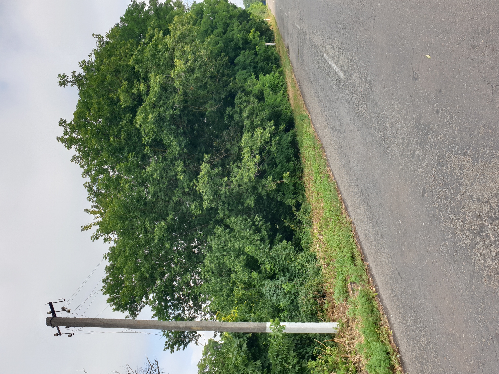 An overcast day photo captures a rural road in Lozovyi Yar, Ukraine. A concrete utility pole, painted with white at its base, stands on the left side of the road, with visible wires and insulators. To the right of the pole, a dense wall of green foliage, primarily trees and bushes, lines the road. The asphalt road curves gently to the right, with a faint white line marking its center in the foreground. The shoulder of the road is covered in green grass and some dry vegetation.