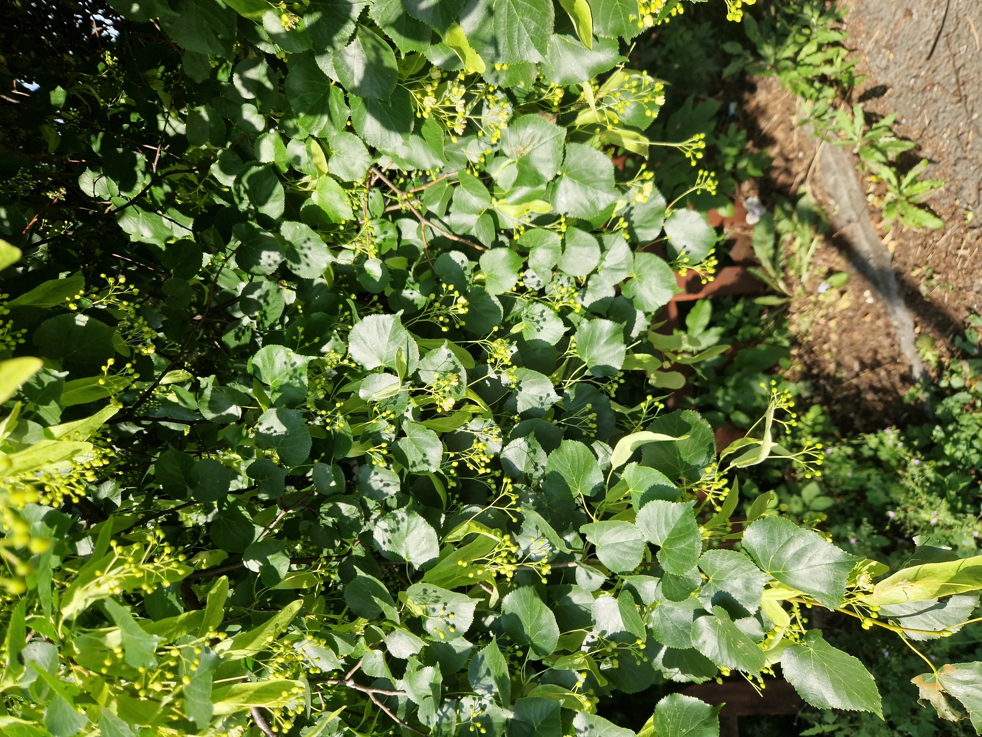 The image captures a close-up view of lush green foliage, likely from a tree or shrub, with numerous small, light green buds and developing seed structures. The leaves are heart-shaped and appear healthy, with some evidence of sunlight dappling through the dense canopy. The background is partially obscured by the foliage but suggests an outdoor environment with brown earth and some scattered green plants on the ground. The overall impression is of a vibrant natural scene, possibly in a park or garden within Sofia, Bulgaria.