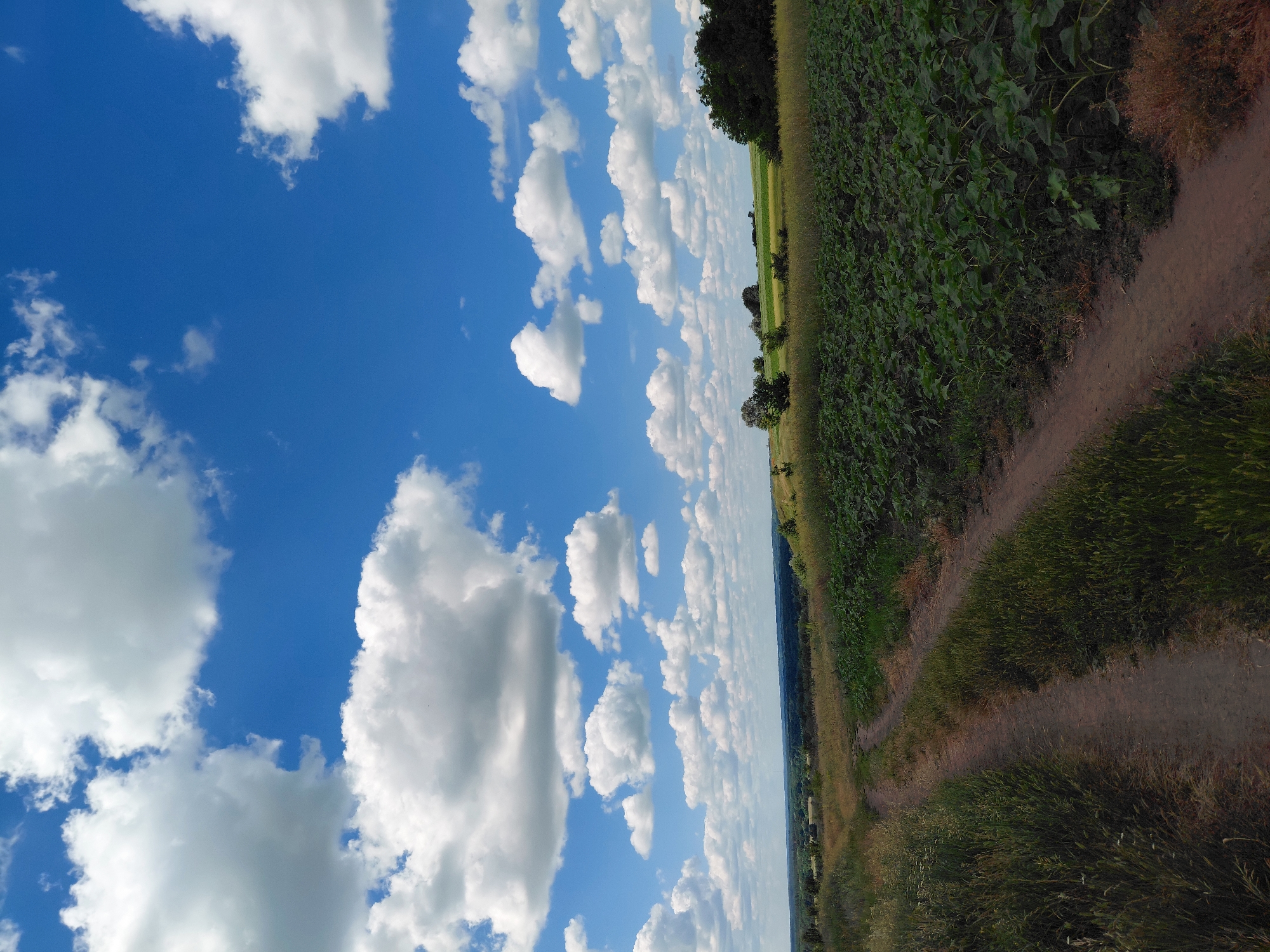 A dirt road winds through a rural landscape in Ustyvytsia, Ukraine, under a vast, bright blue sky dotted with numerous fluffy white clouds. The road is flanked by tall, green grass on the left and a field of dark green, leafy crops, likely sunflowers, on the right. In the distance, rolling hills are covered with trees and fields, creating a serene, pastoral scene. The lighting suggests it is daytime, likely late morning or early afternoon, with the sun casting a gentle light on the landscape. There are no people or animals visible in the image. The overall impression is one of natural beauty and tranquility.