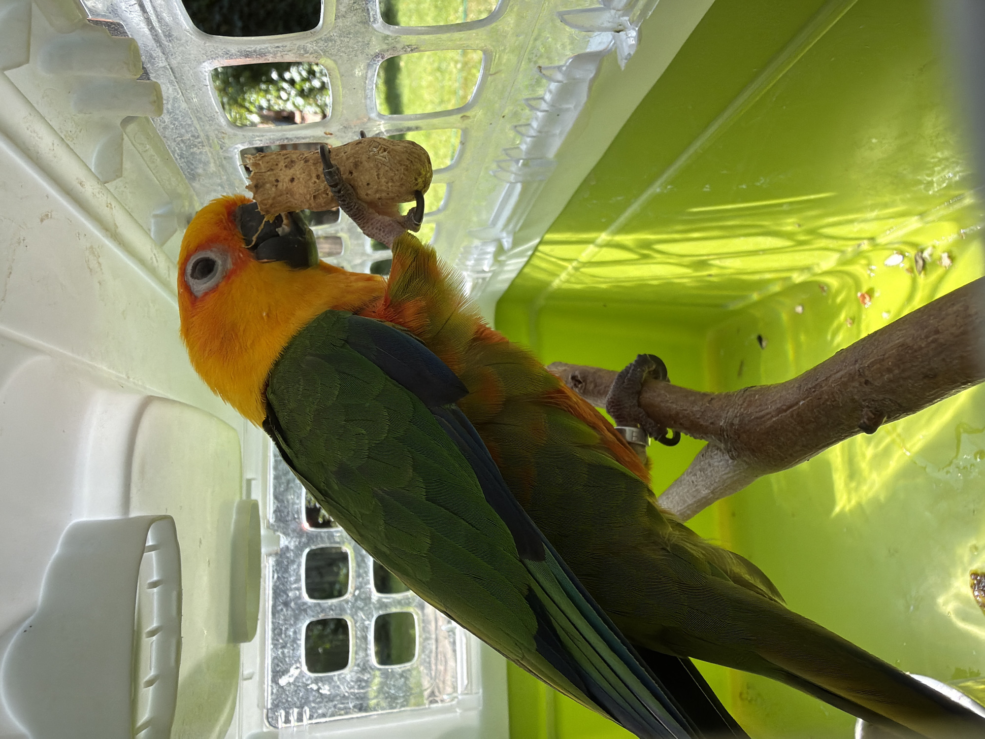 A sun conure parrot, identifiable by its vibrant orange and yellow head, green wings, and orange chest, is perched on a branch inside a green plastic carrier. The parrot is actively eating from a piece of cork held in its claw. The carrier has a white lid with ventilation slits and a clear plastic door with a grid pattern. Outside the carrier, a grassy area and foliage are visible, suggesting an outdoor setting. The scene appears to be a typical enclosure for a pet bird, possibly during transport or an outing. There is no discernible location within the city of Udelnaya, Russia.
