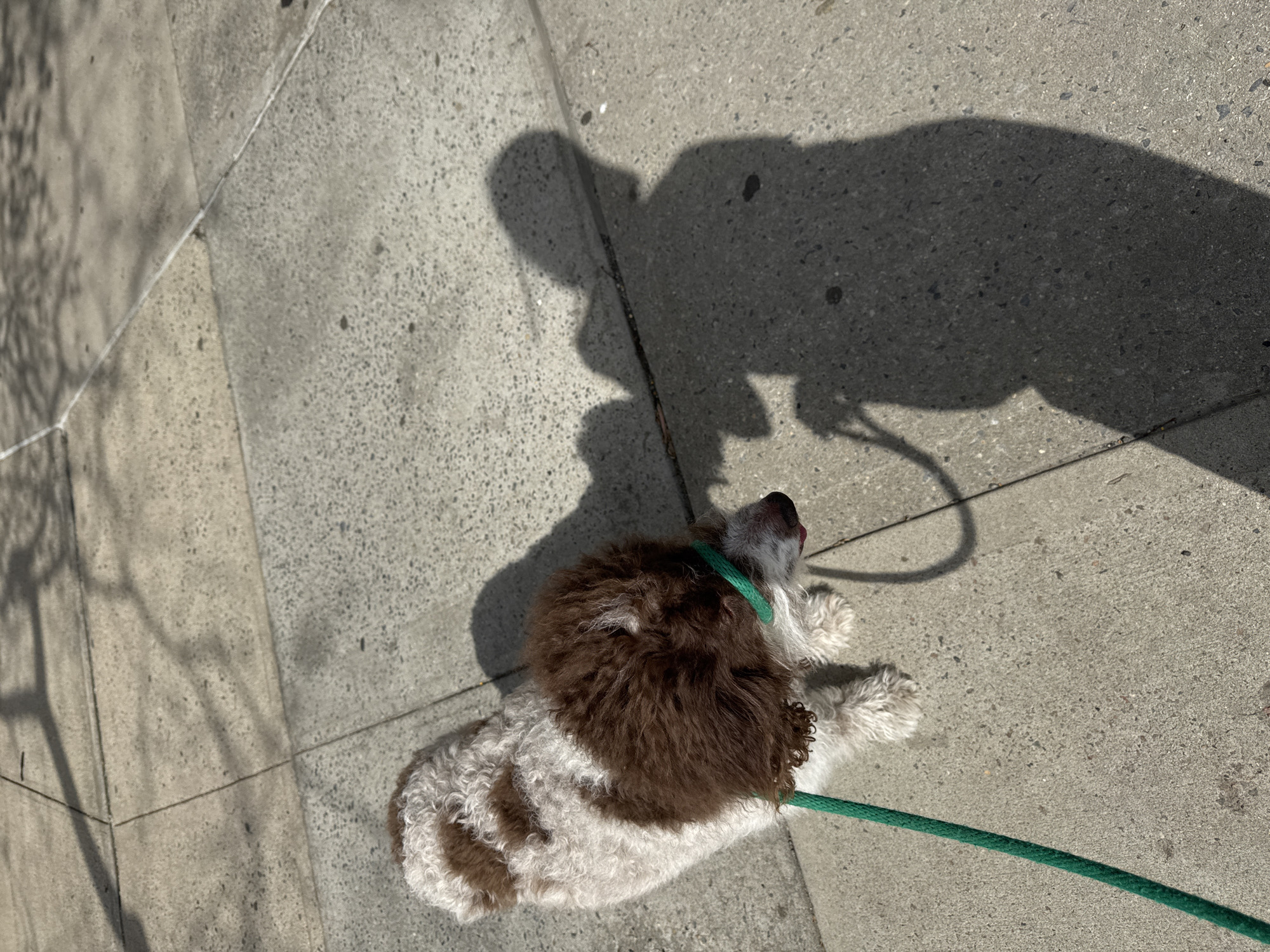 The image shows a dog lying on a concrete sidewalk, secured by a green leash, presumably somewhere in New York City. The dog is predominantly white with patches of brown fur, and is wearing a green collar. The shadow of a person is cast on the sidewalk nearby. The sidewalk appears to be made up of concrete slabs with visible seams.