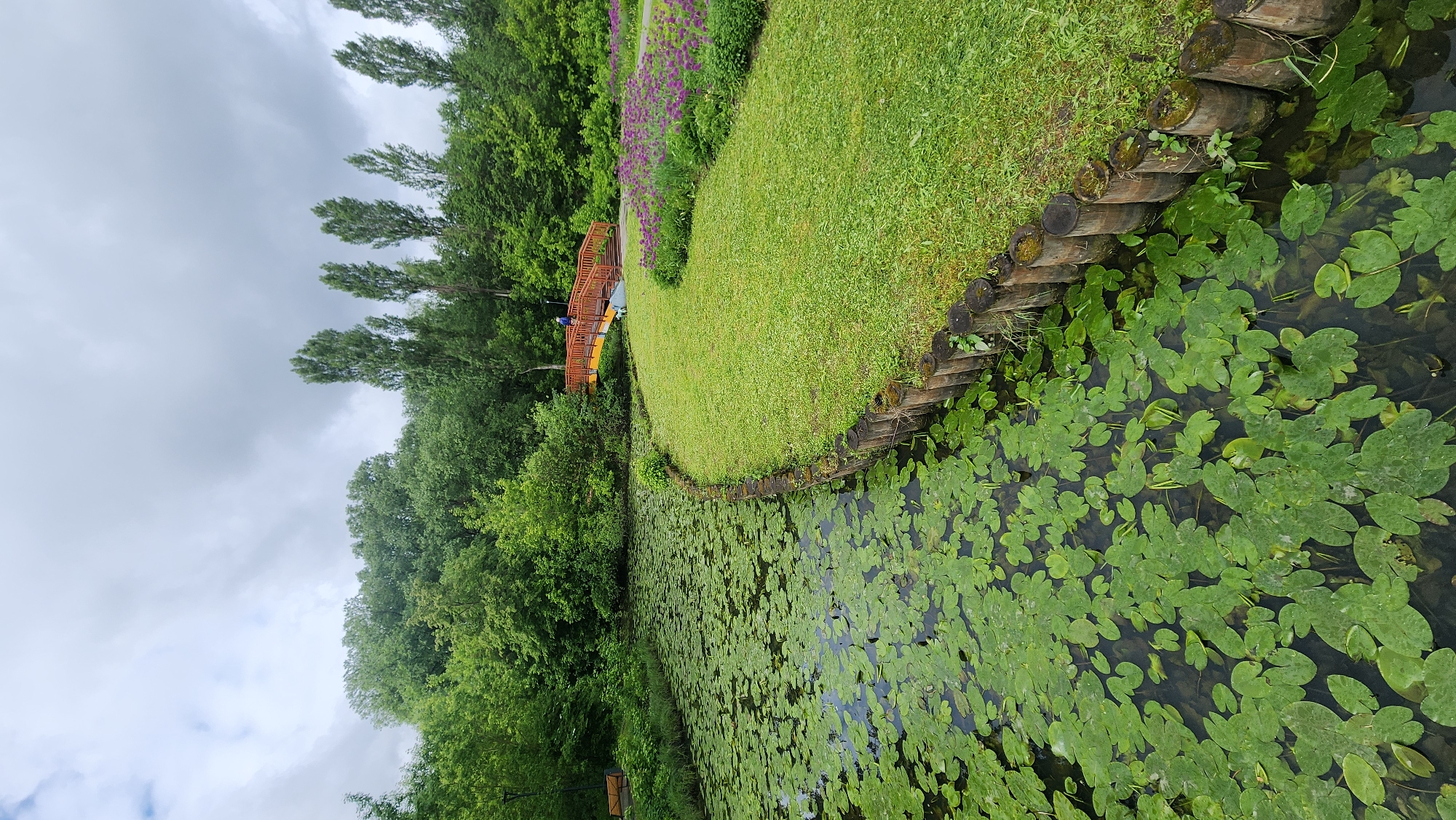 The image shows a tranquil pond densely covered with lily pads. A wooden bridge spans a portion of the pond, and a person is faintly visible on the bridge. The pond is bordered by a grassy bank reinforced with wooden logs. Lush green trees frame the pond, and a patch of purple flowers adds a splash of color. The sky is overcast, suggesting a cloudy day. While the image evokes a natural scene, without additional context it is difficult to pinpoint the precise location within Moscow, Russia.