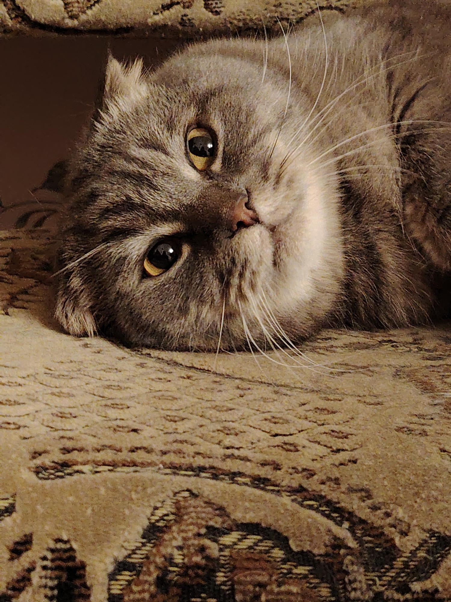 A grey-brown tabby domestic cat, displaying features characteristic of a Scottish Fold breed with a partially visible, slightly curled ear, lies on a patterned fabric surface. The cat's head is tilted to its left, and its large amber eyes maintain direct visual contact with the viewer. A pink nose and prominent white whiskers are visible on its muzzle. The cat rests on a textured surface with intricate brown, beige, and dark brown patterns, resembling upholstery or a rug. A darker, solid brown area forms the upper background. The scene is located in the city of Markovskiy, Russia.
