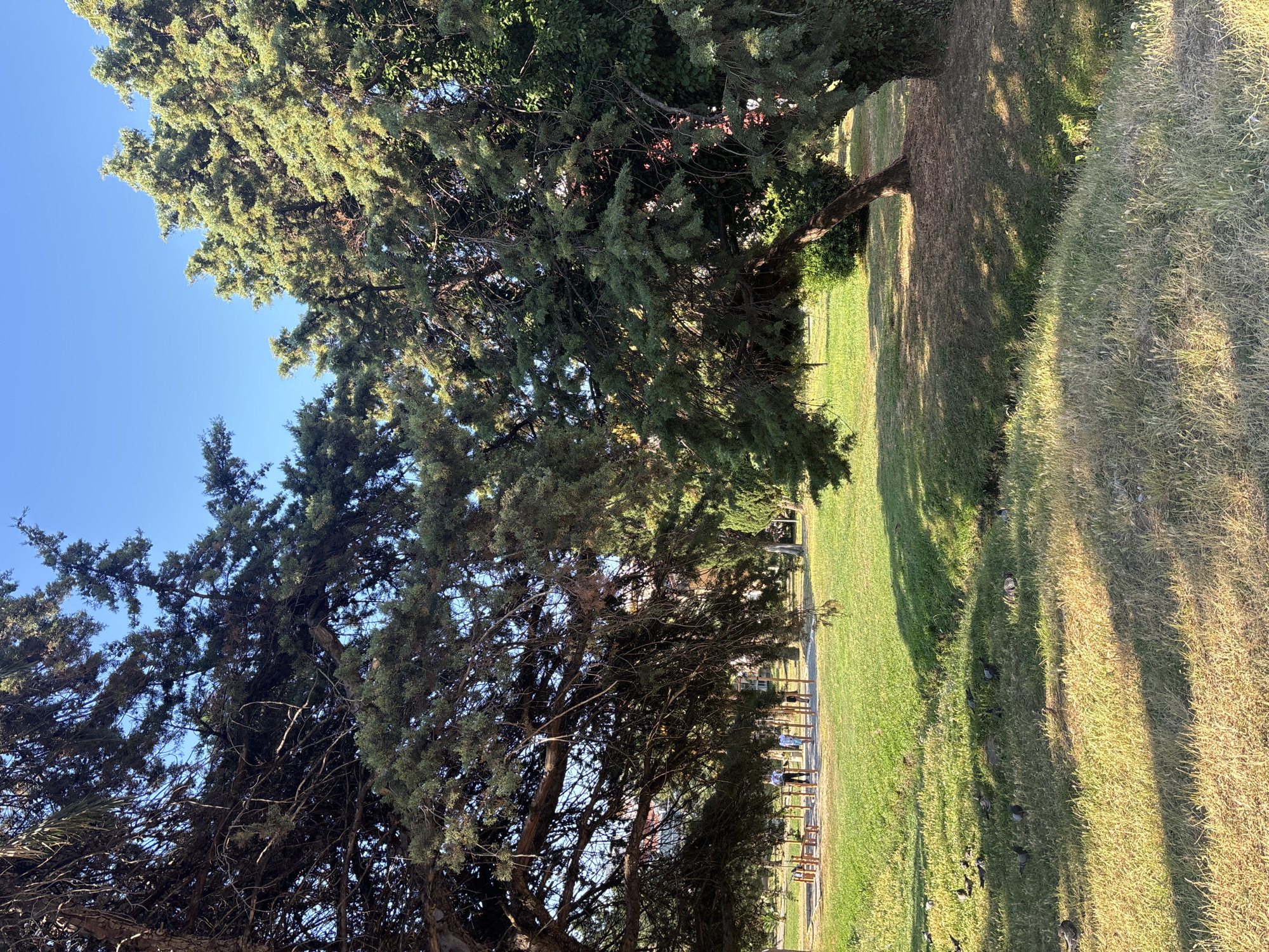 The image depicts a sunlit park scene in Budva, Montenegro, on a clear blue sky day. Two large evergreen trees dominate the foreground, their branches creating dappled shade on the manicured green grass below. In the middle ground, a group of people, likely tourists or locals, are seen walking on a path amidst park benches and wooden playground equipment. Pigeons are scattered across the lawn, some pecking at the ground, others resting. The grass in the foreground is a mix of green and dry, with long blades catching the sunlight. Buildings are visible in the far background, suggesting an urban or suburban park setting.