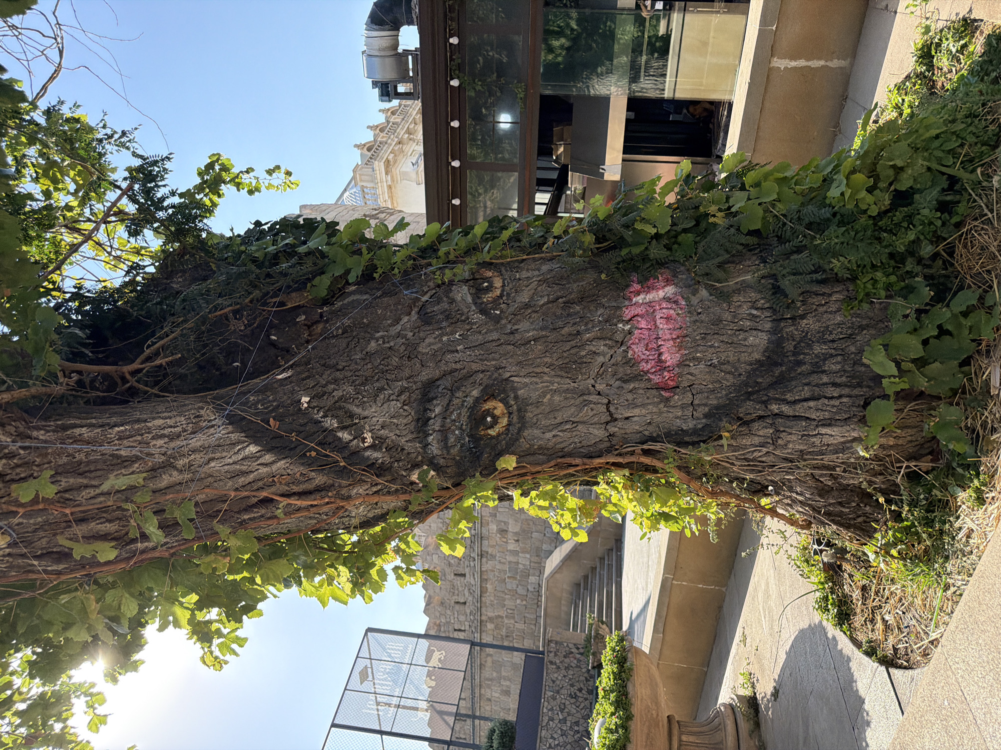 This is a medium shot, eye-level, outdoor photograph of a large tree trunk with a painted face on it. The face has brown eyes with yellow and brown irises and prominent eyelashes, and bright pink lips. The tree is covered in green vines and is partially shaded by sunlight filtering through its leaves.
In the background, to the left, there is a stone wall with stairs leading up. Behind the wall, a chain-link fence with a black frame encloses a court or field, with a building and fence visible beyond that. To the right of the tree, a modern building with large glass windows and an outdoor seating area with lights is visible. An industrial exhaust pipe extends from the roof of this building. The ground around the tree is covered with dry leaves, grass, and some scattered debris.
The image appears to be taken in a public area within Sabail Raion, Azerbaijan, likely a park, plaza, or outdoor dining space. The style of architecture in the background and the presence of outdoor seating suggest an urban or semi-urban environment.
