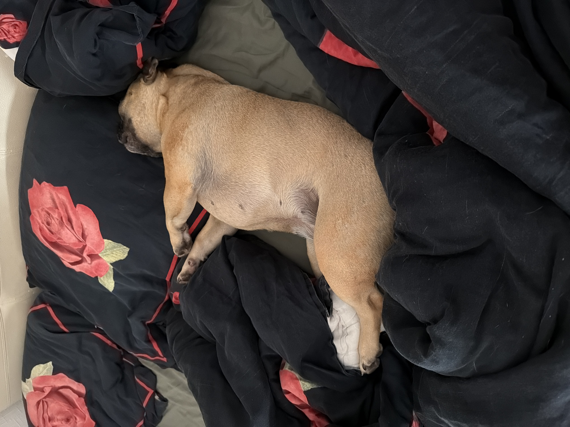 The image displays a light brown (fawn) pug-type dog sleeping on its left side in a bed. The dog is stretched out, with its head nestled into the bedding, facing away from the viewer. Its entire body, including its belly and paws, is visible.
The bed is covered with black bedding featuring prominent red rose designs and thin red stripes. Two pillows with the red rose pattern are visible at the head of the bed (upper left and right). A black duvet, also with red accents, covers the lower section of the bed and partially covers the dog. Beneath the dog and the duvet, an olive green or dark grey fitted sheet is visible. White pet hair is scattered on the black fabric surfaces of the bedding. A light-colored headboard or wall is visible at the top of the frame.
The scene is an indoor environment, likely a bedroom. The location in the city of Baloži, Latvia, cannot be independently verified from the visual information within the image.