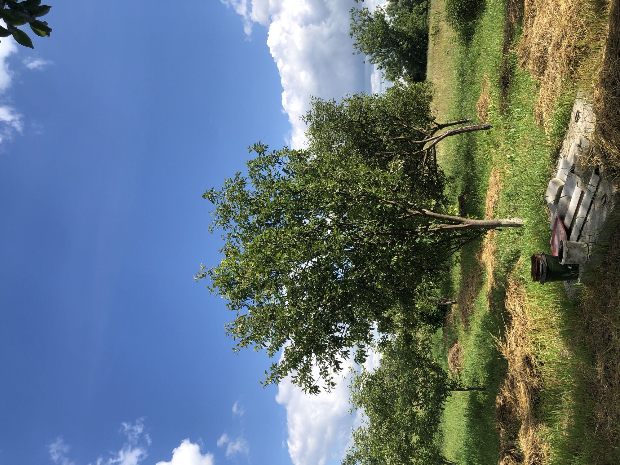 The image depicts an orchard scene on a sunny day, likely in Khmilnytsia, Ukraine. The foreground features a patch of tall grass interspersed with piles of dried hay or straw. To the right of the foreground, there are some weathered concrete slabs and two buckets, one green and one white, suggesting recent or ongoing work in the orchard.
In the midground, several young fruit trees are visible, their branches laden with green leaves. The trees are planted in a neat row, with more hay piles scattered around their bases. The ground between the trees is covered in lush green grass.
The background consists of a field of taller grass, extending towards a line of mature trees. The sky above is a vibrant blue, dotted with fluffy white clouds, indicative of fair weather. The overall impression is one of a rural or semi-rural setting in an agricultural area.