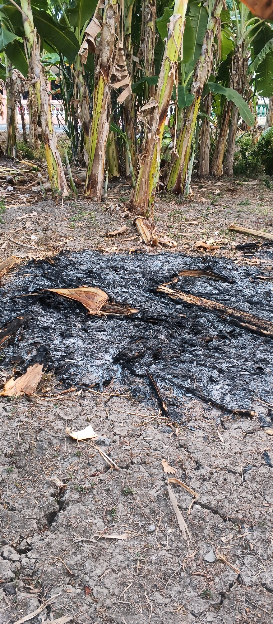 The image depicts a patch of scorched earth with remnants of burnt vegetation, situated in front of a grove of banana trees. The ground is dry and cracked, with scattered ash and charred debris. Some larger pieces of burnt wood are visible among the ash. The banana trees in the background appear healthy with green leaves, but their trunks show signs of weathering and some dried leaves. The overall environment suggests an outdoor setting, possibly a field or rural area. The presence of ash and burnt material indicates a recent fire event. No people are visible in the image. The location is identified as Japanan, Indonesia.