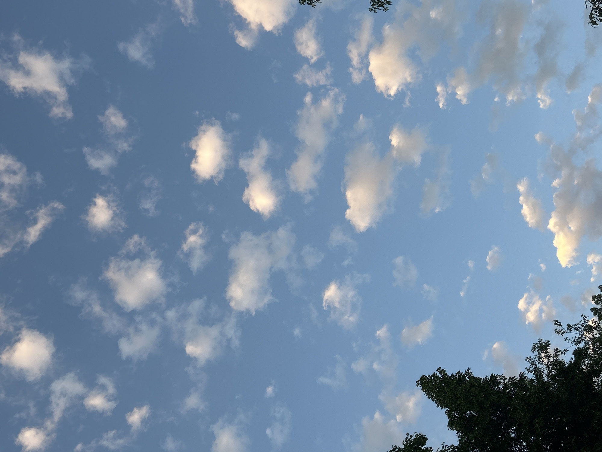 The image shows a blue sky with scattered cumulus clouds. The clouds are mostly white, with some showing a hint of yellow or light gray on their edges, possibly reflecting sunlight. In the lower right corner of the image, there are tree branches and leaves visible. The image appears to have been taken during the day, possibly in the late afternoon or early evening, given the lighting. No people or subjects are discernible in this image, just the sky, clouds and trees. It is impossible to determine the location in the city of Unknown, Unknown, as there is no information pertaining to location.