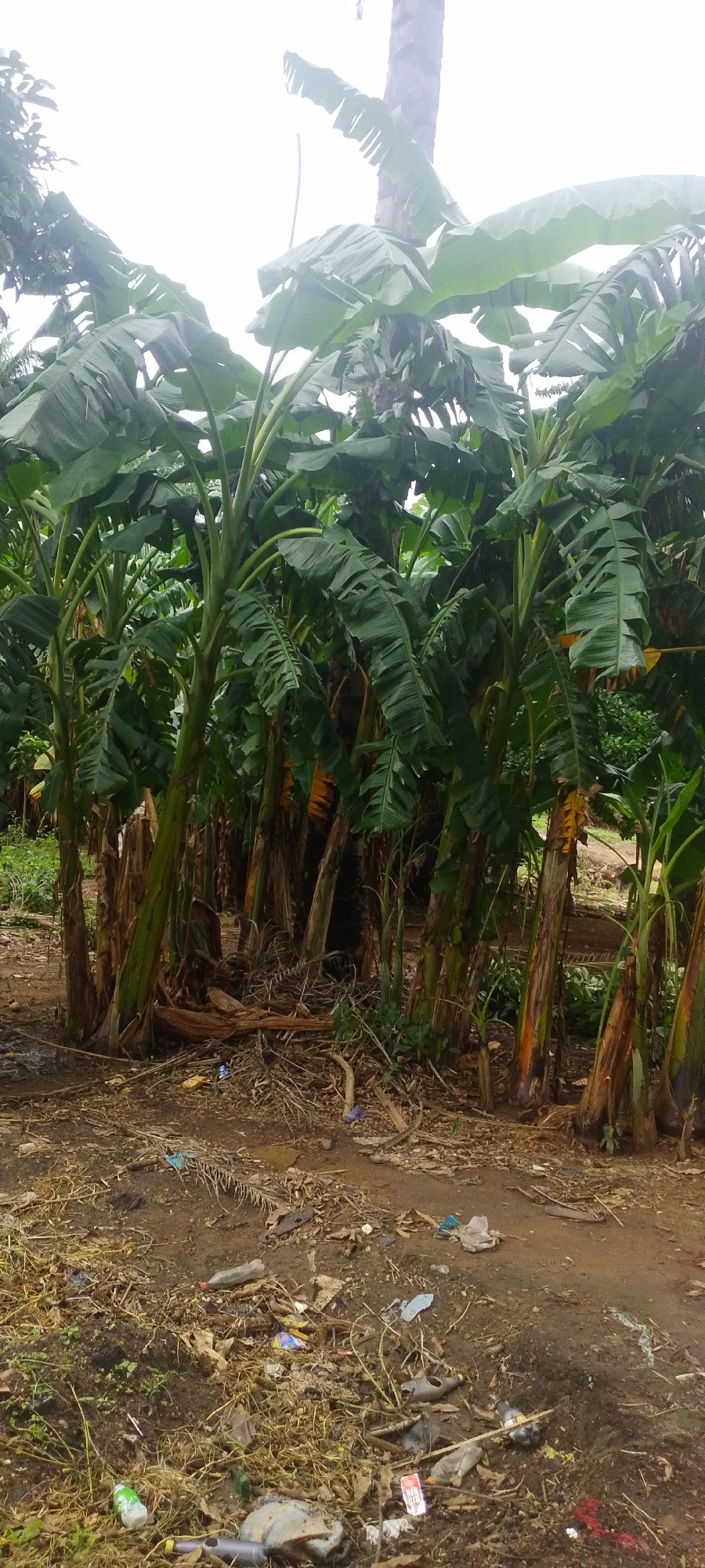 This is a full-frame, eye-level, vertical shot of a banana plantation in Baissa, Nigeria. The plantation is dense with large banana trees with their characteristic broad leaves. The ground beneath the trees is littered with dry leaves, twigs, and visible refuse, including plastic bottles and wrappers. The sky above is overcast and bright. The image conveys a sense of natural growth juxtaposed with human-generated waste.