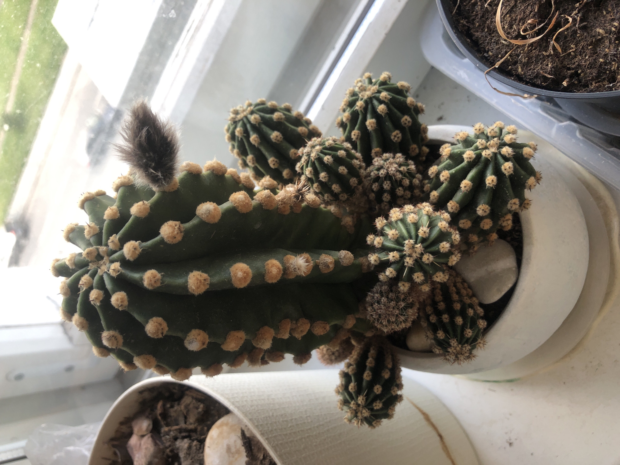 An overhead shot focuses on a cactus plant with multiple pups growing around its base, all contained within a white ceramic pot. A fluffy, dark brown bud is visible on the side of the main cactus. The pot sits on a white surface, likely a windowsill, next to another plant in a white pot and a dark plastic pot filled with soil. Through a window in the background, a blurry outdoor scene with greenery and a hint of a road with a vehicle can be seen. The overall setting suggests an indoor plant display near a window, likely in an apartment or house. The image does not provide any specific location details for Rusanovo, Russia.