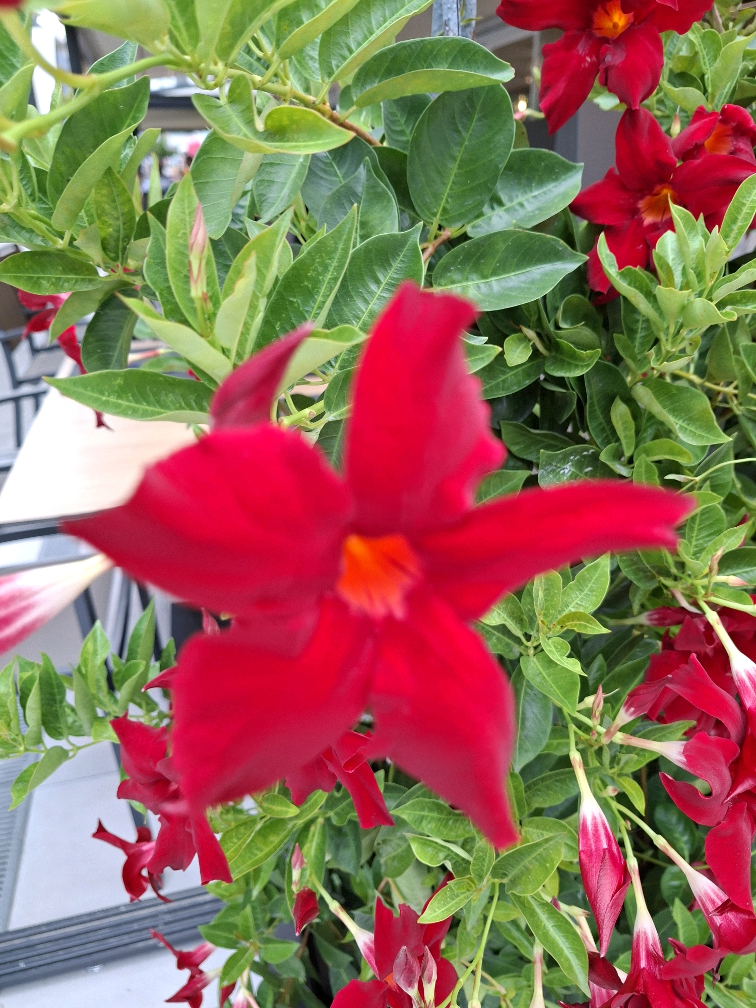 In the city of Caorle, Italy, a close-up, eye-level, outdoor shot features a vibrant cluster of red Dipladenia flowers and lush green leaves. The flowers are in various stages of bloom, with some fully open and others as buds. The foreground is dominated by a large, unfurled red flower. In the background, a blurred metallic railing is visible, suggesting the plants are in a garden or on a balcony. The lighting is bright, indicating daylight. There are no people or animals present in the scene.