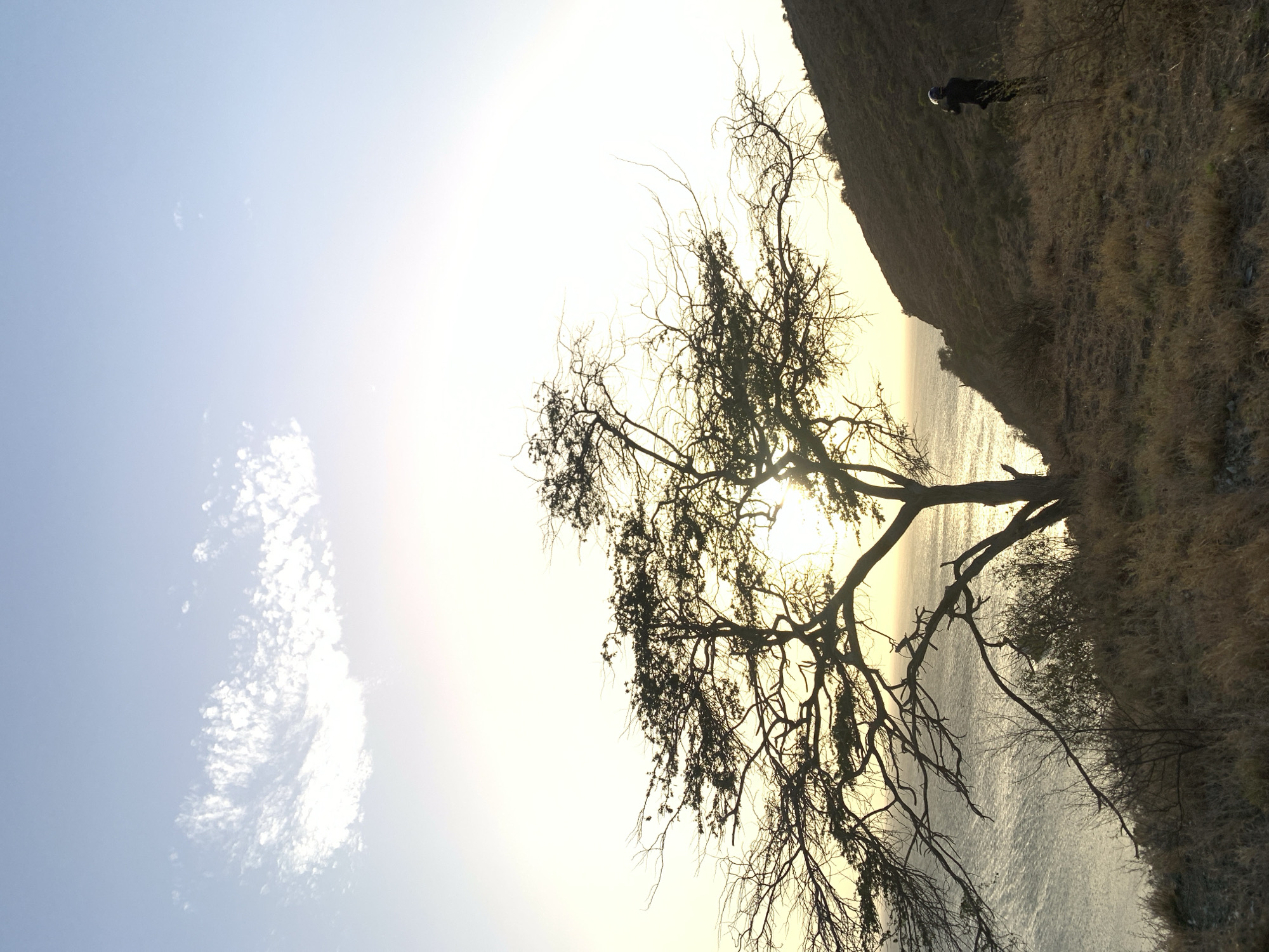 This image, when correctly oriented, depicts a serene coastal landscape likely captured during sunrise or sunset, characterized by strong backlighting. The dominant feature is a large, gnarled tree in the foreground and midground, silhouetted against a brilliant sky. Its numerous bare branches spread across the frame, with some sparse foliage visible.
The sky transitions from a soft blue on the left, dotted with wispy white clouds, to a bright, almost white and yellow glare on the right, indicating the position of the low sun. The sunlight reflects intensely off the calm ocean surface visible in the background, creating a shimmering expanse of water.
To the left of the tree, a dry, sloping hillside is covered in sparse, golden-brown grass and shrubs, suggesting an arid environment. A lone human figure stands on this hillside in the upper left midground, also silhouetted. The person appears to be wearing dark clothing and possibly a helmet or hat, facing towards the distant horizon or the rising/setting sun, observing the scene. The overall atmosphere is contemplative and highlights the natural beauty of the coastal setting. There is no visible text in the image.