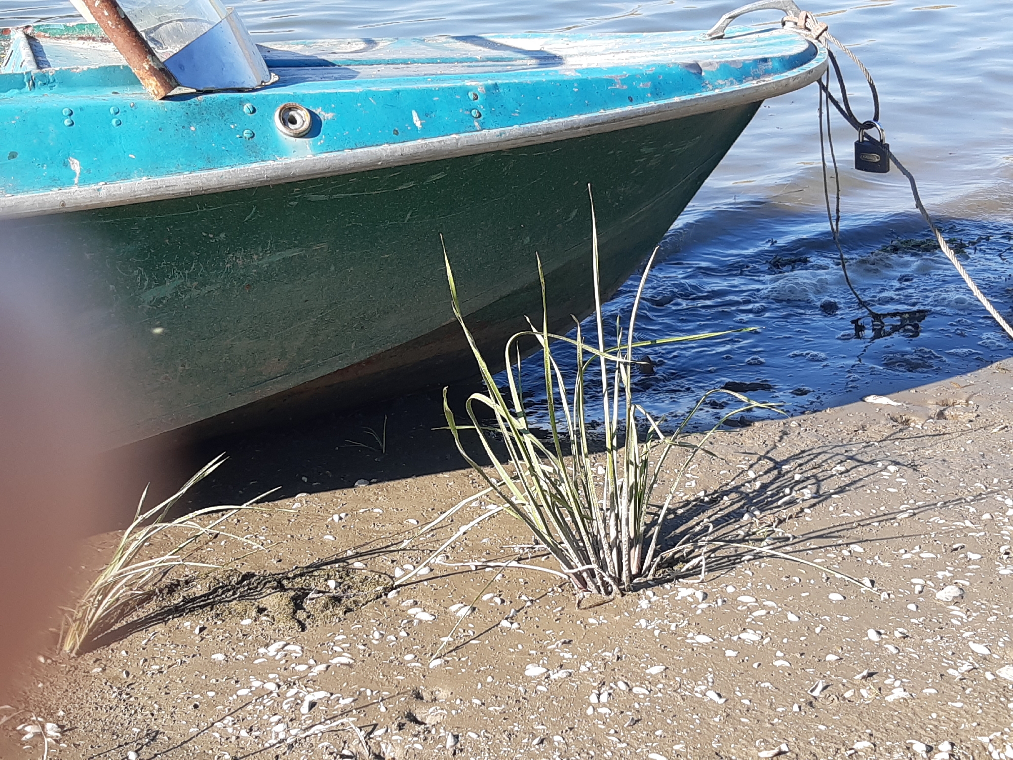 A close-up, eye-level shot shows the bow of a teal and green boat docked on a sandy shore. The boat is secured by a rope and a black padlock attached to a metal cleat. Tall grass grows near the waterline, casting long shadows on the sand, which is covered with small white shells. The water is blue and slightly rippled. The scene is likely located in the city of Sokil, Ukraine, though no specific landmarks are visible to confirm this.