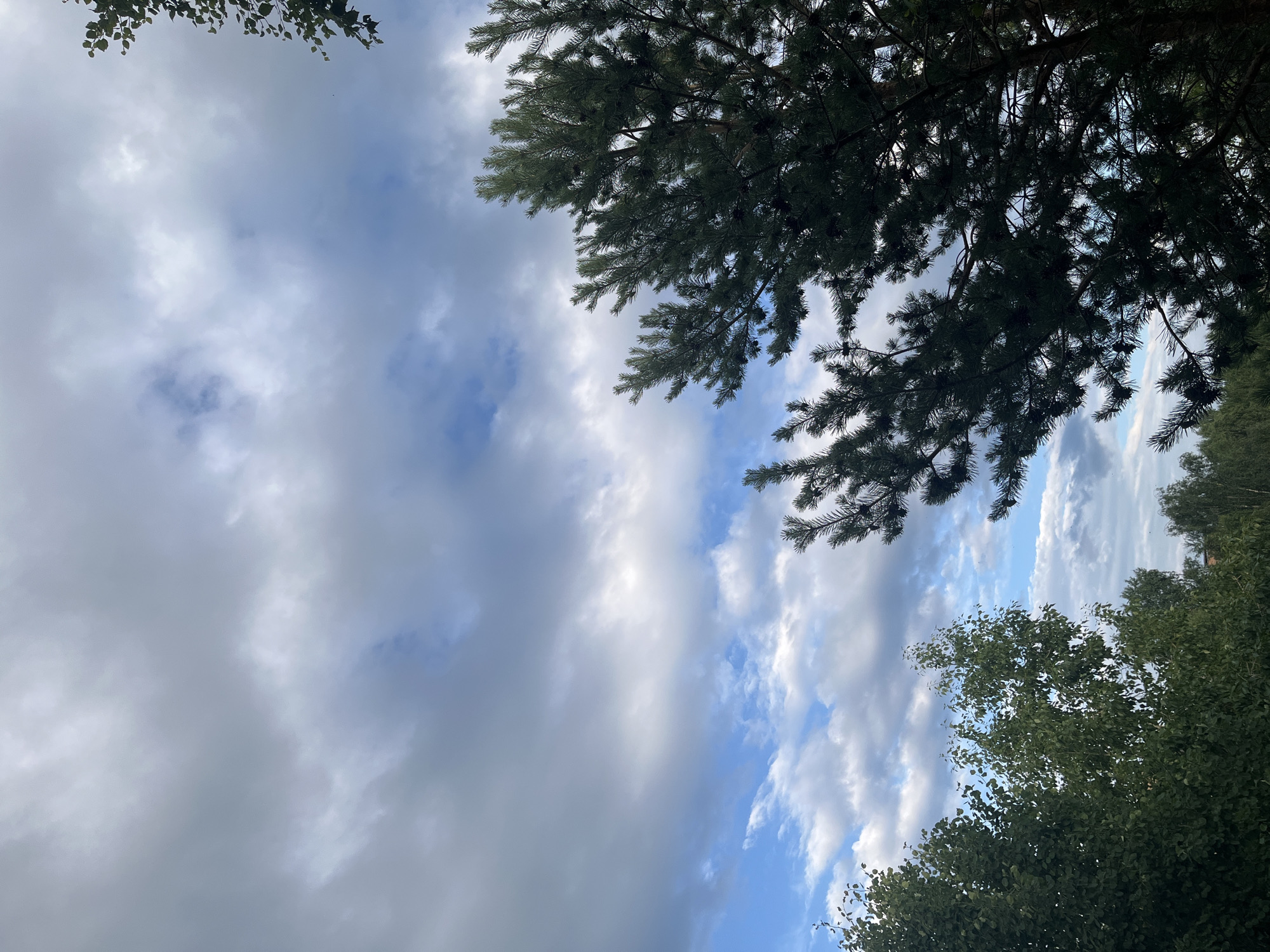 The image is a low-angle shot of a cloudy sky with trees in the foreground. On the right side of the frame, a dark green pine tree with visible cones occupies a significant portion. On the left and bottom of the frame, the tops of deciduous trees with lighter green foliage are visible. The sky above is filled with a mix of grey and white clouds, with patches of blue sky showing through in some areas. The overall lighting suggests it is daytime, possibly late afternoon or early evening, given the diffused light. There are no people or animals visible in the image. The scene appears to be outdoors, in a natural or semi-natural environment, possibly a park or the edge of a forest. The location is described as Unknown, Unknown.