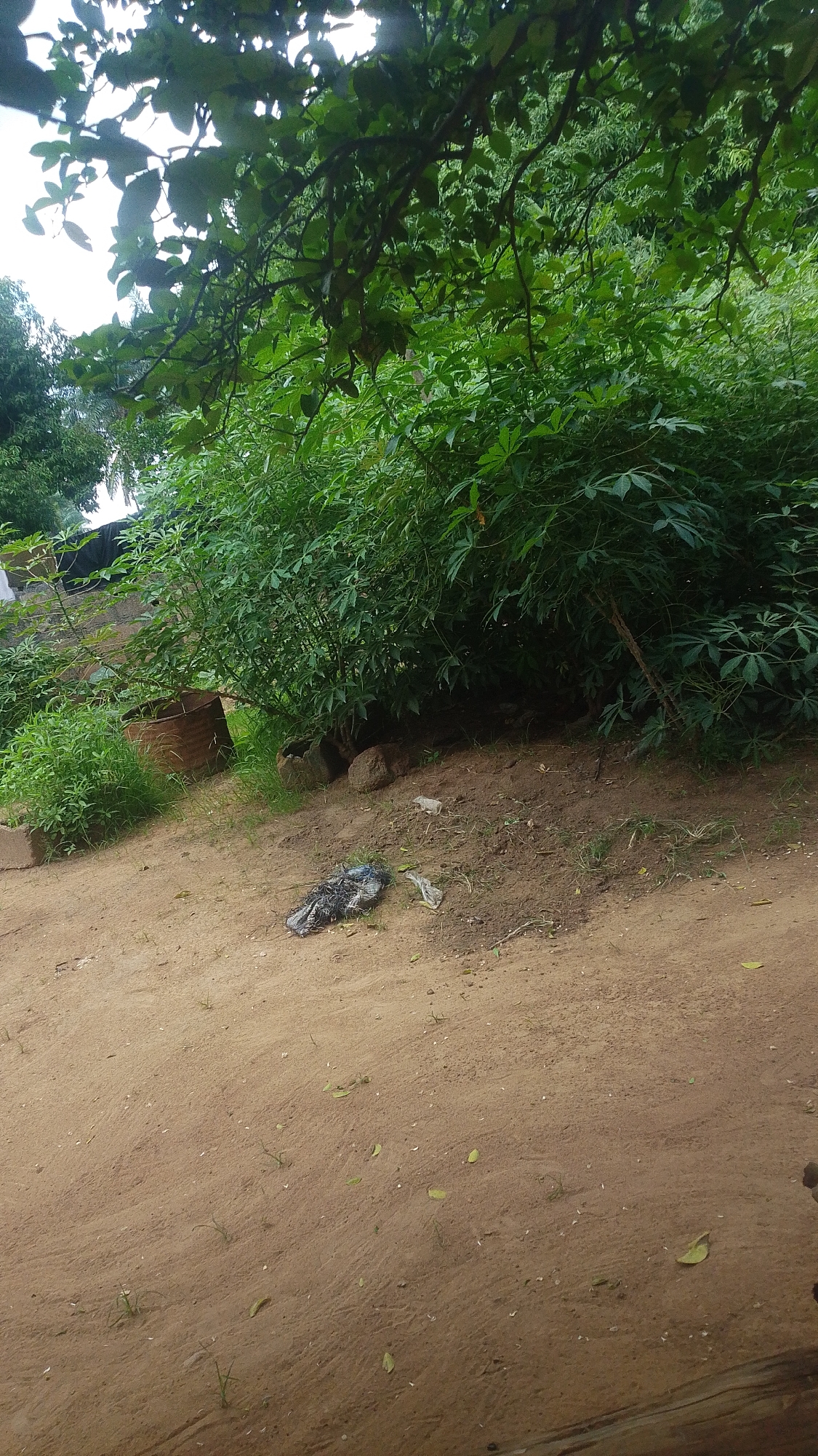 This media file captures an outdoor scene, likely in Donga, Nigeria, under overcast or cloudy conditions. The foreground is dominated by a dirt path, sparsely covered with dried leaves and a few small green shoots. In the mid-ground, a pile of debris, consisting of what appears to be a bird's carcass or similar organic matter and some plastic wrapping, lies on the ground. To the left of the debris, a large, weathered clay pot is partially visible, suggesting some form of domestic or agricultural use of the area.
Behind the debris and pot, a dense growth of lush green foliage forms a natural backdrop, with tall plants and leafy trees creating a sense of enclosure. The leaves of these plants are broad and palmate, indicating a tropical or subtropical environment. The overall impression is of a somewhat unkempt, rural or semi-rural setting. The lighting suggests it is daytime, but the overcast sky mutes the colors and creates a soft, diffused light. There are no visible people or animals other than the aforementioned debris. No text is present in the image. The scene evokes a sense of quietude, possibly tinged with neglect due to the discarded debris.